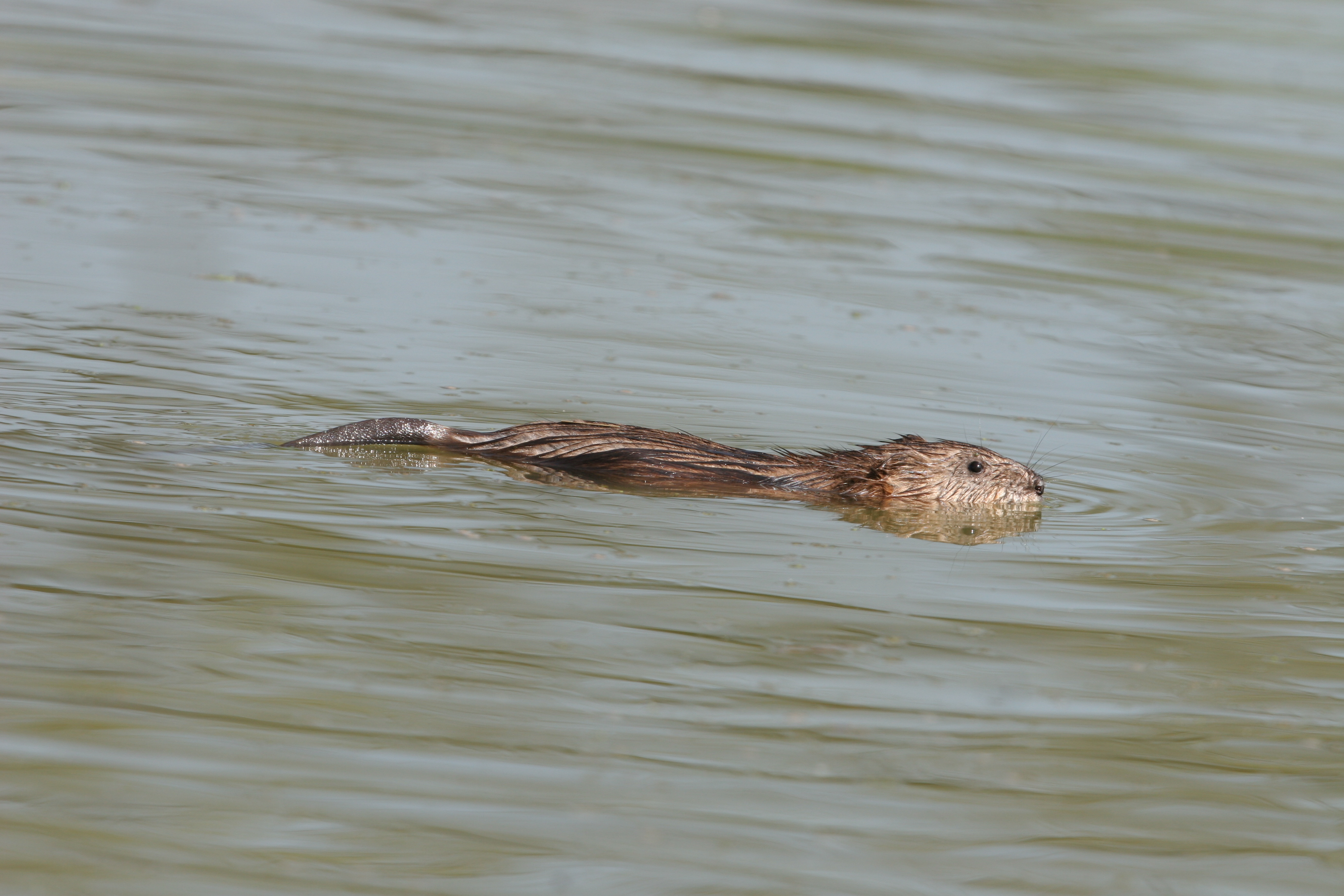 10092013170937 2043 art 977 img 0984 foto absenger