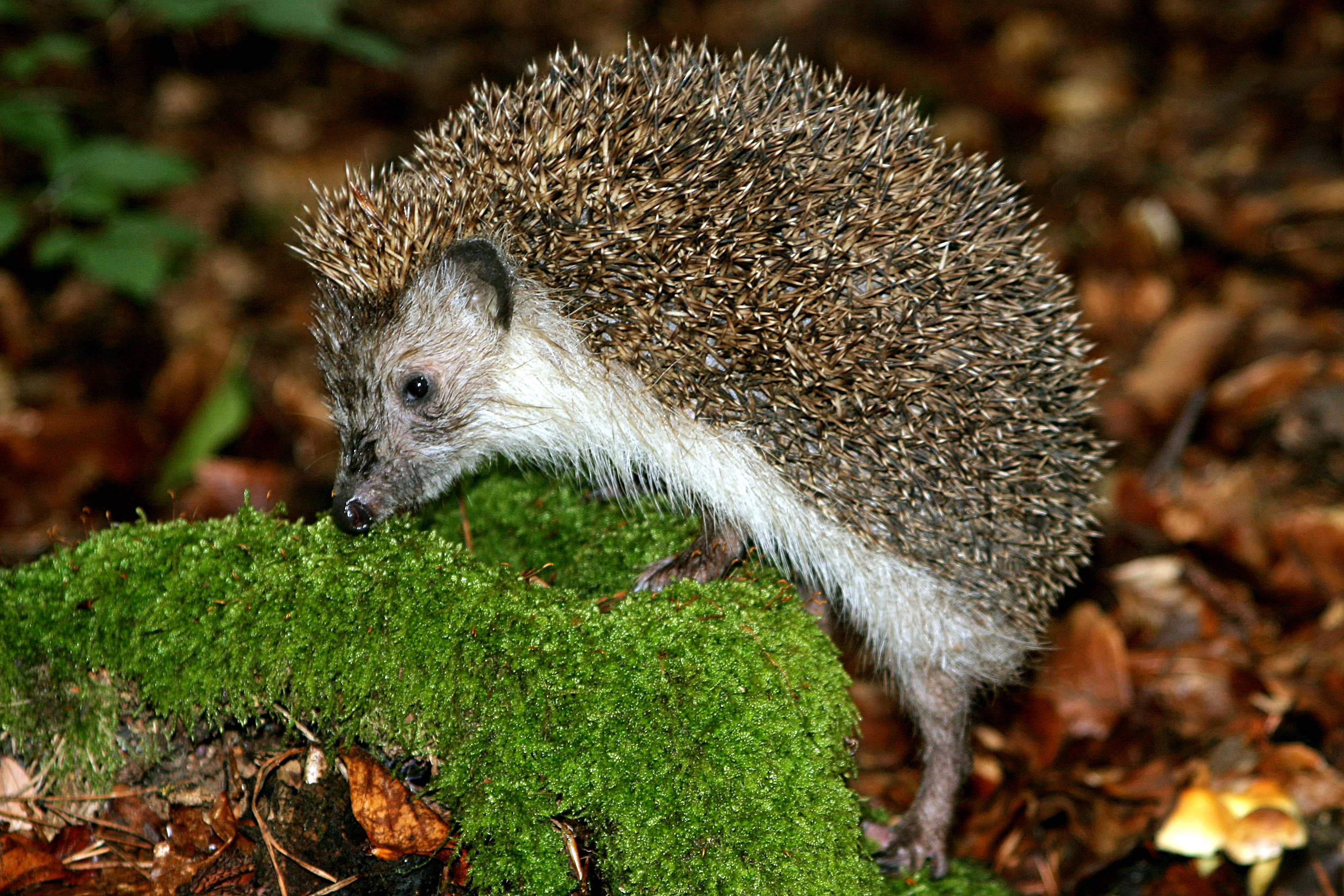 10092013171511 2045 art 972 img 9641 foto absenger