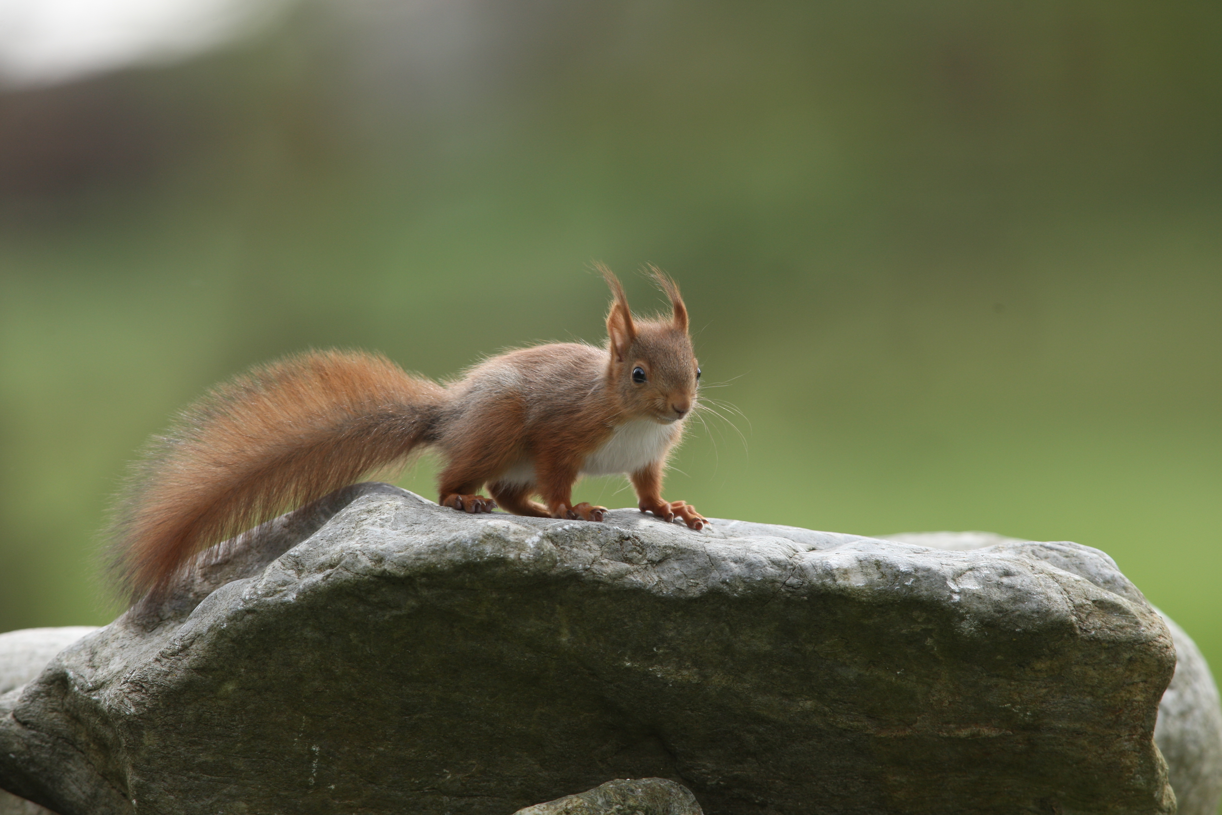 10092013171813 2046 art 978 phwk4475 foto absenger