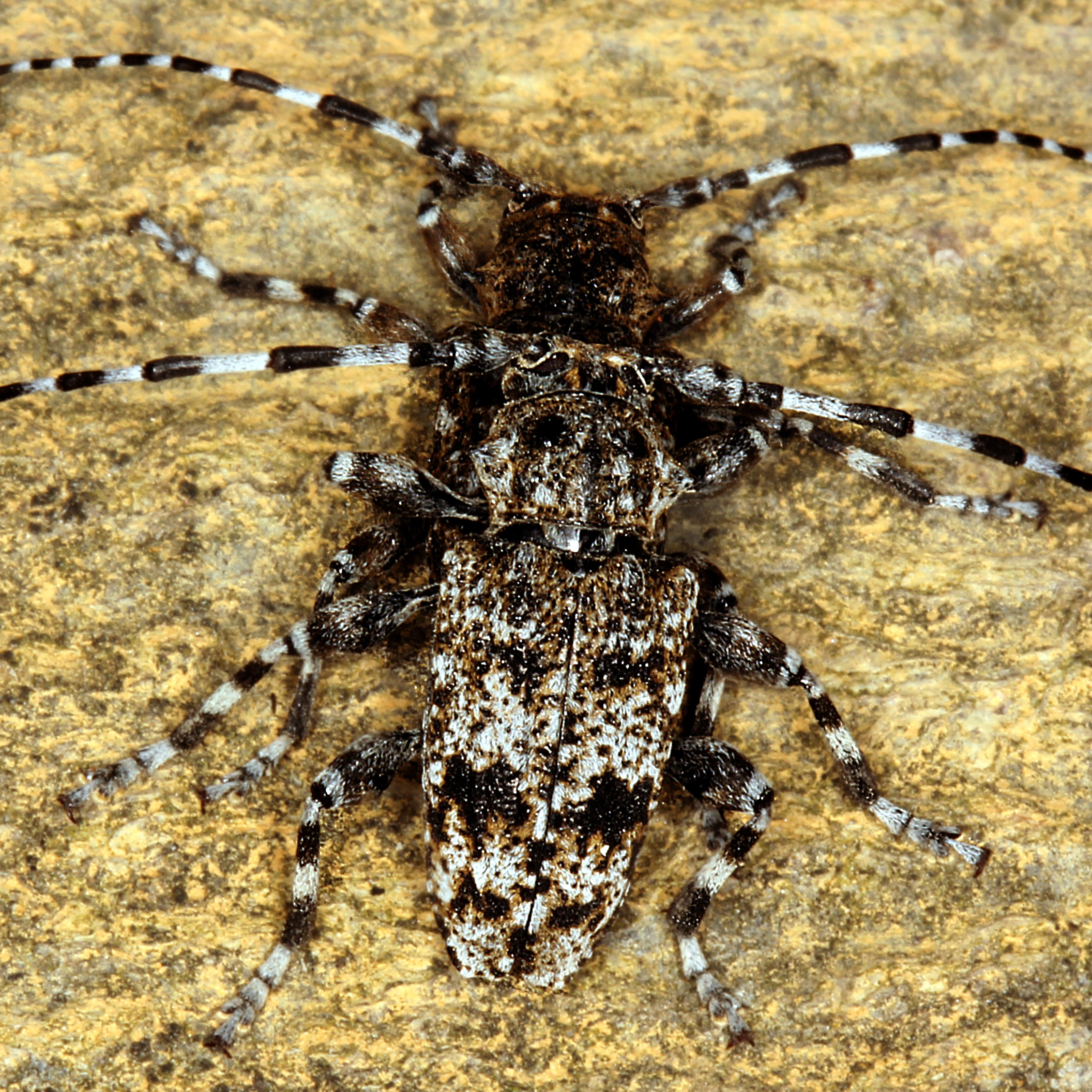 10092014202745 2621 art 1579 aegomorphus clavipes