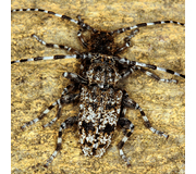 Keulenfüßiger Scheckenbock