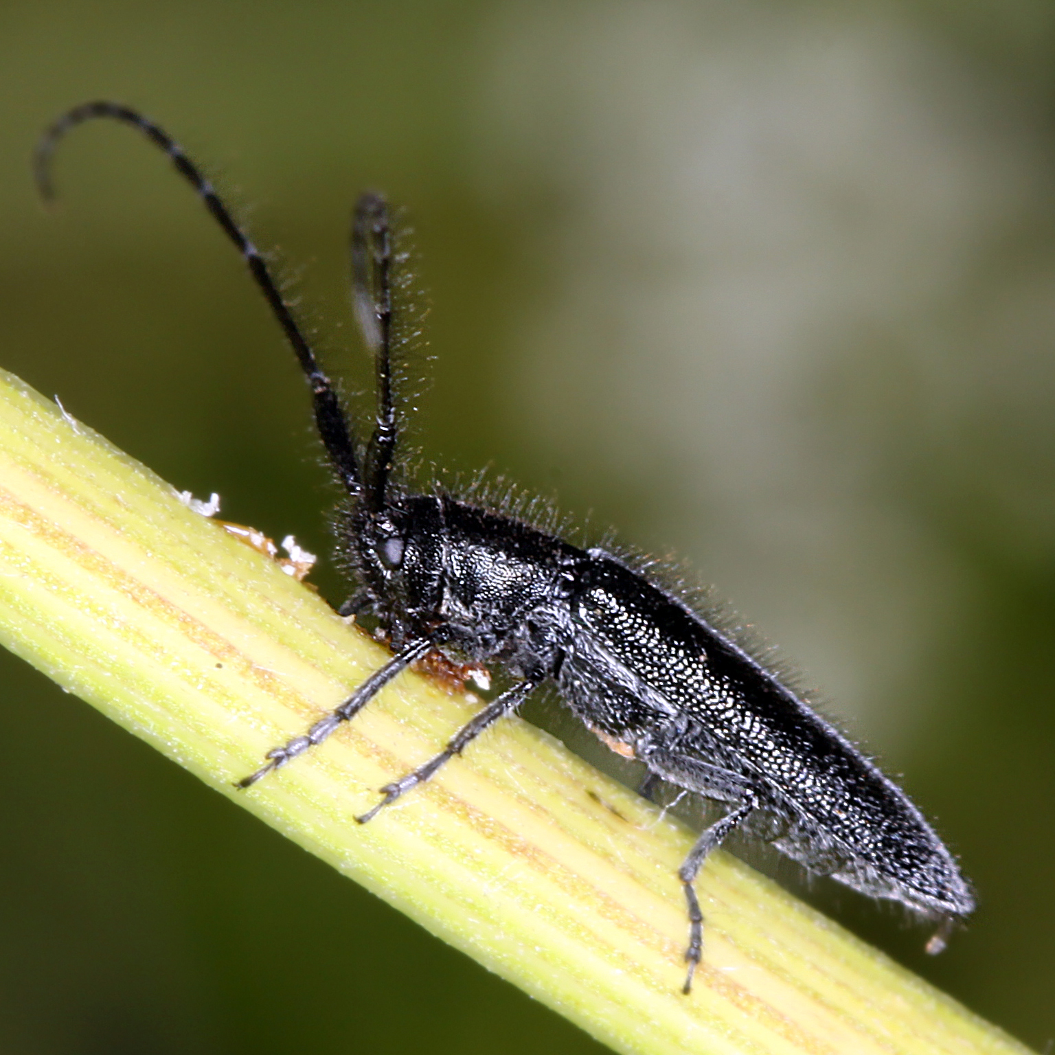 10092014204517 2622 art 1581 agapanthia cardui