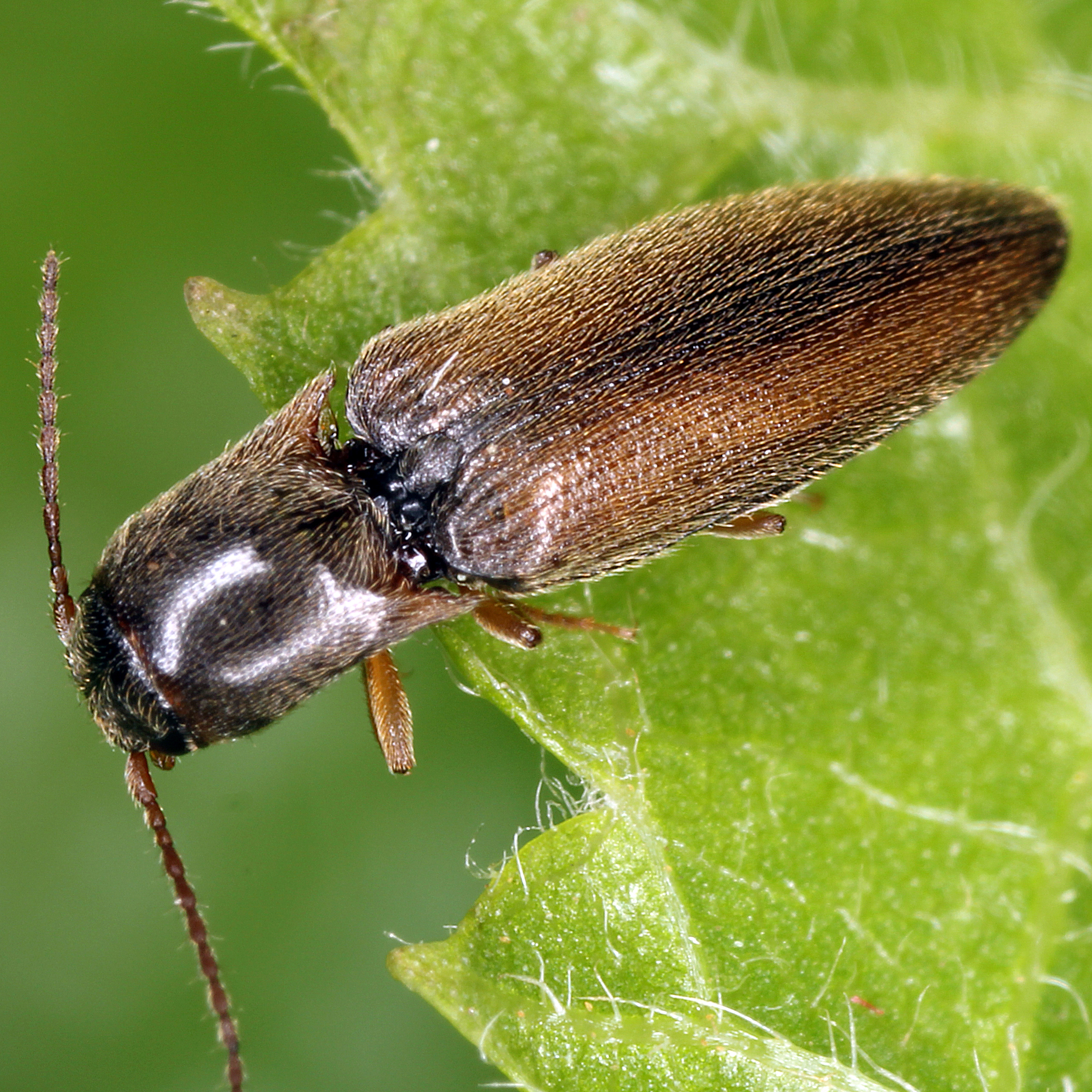 10092014204822 2623 art 1580 agriotes acuminatus 2