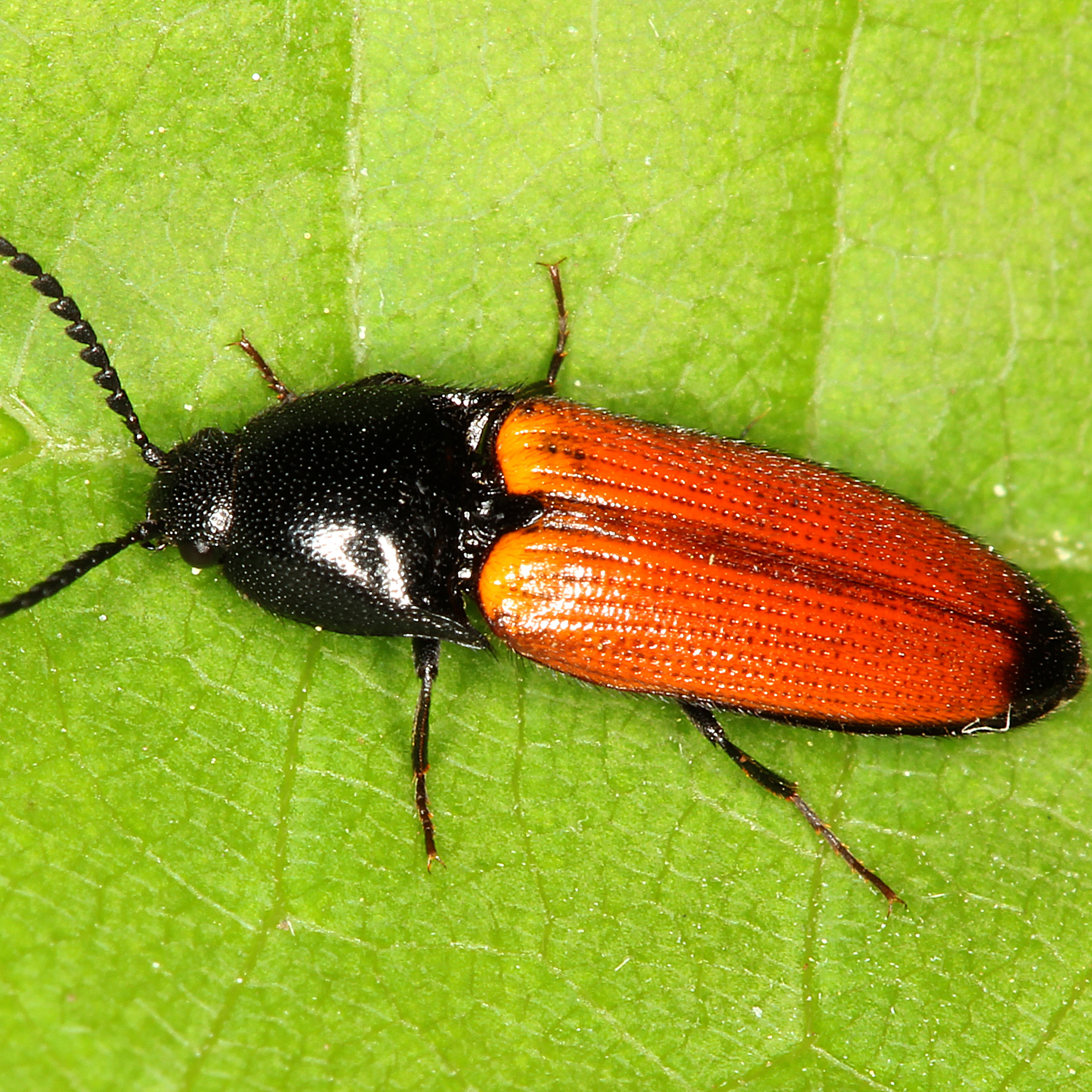 10092014205642 2624 art 1582 ampedus glycereus 2