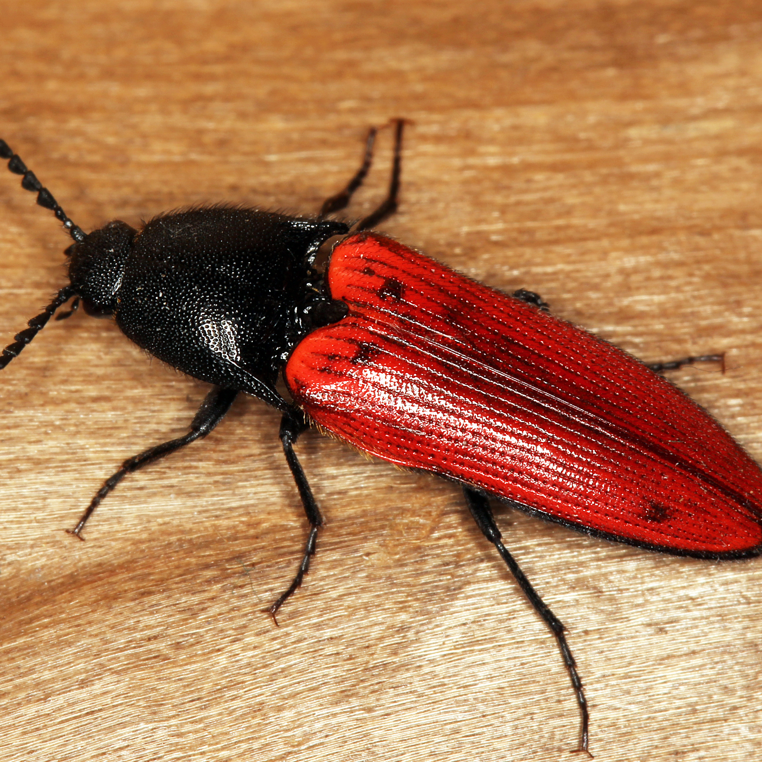 10092014210313 2625 art 1583 ampedus sanguineus