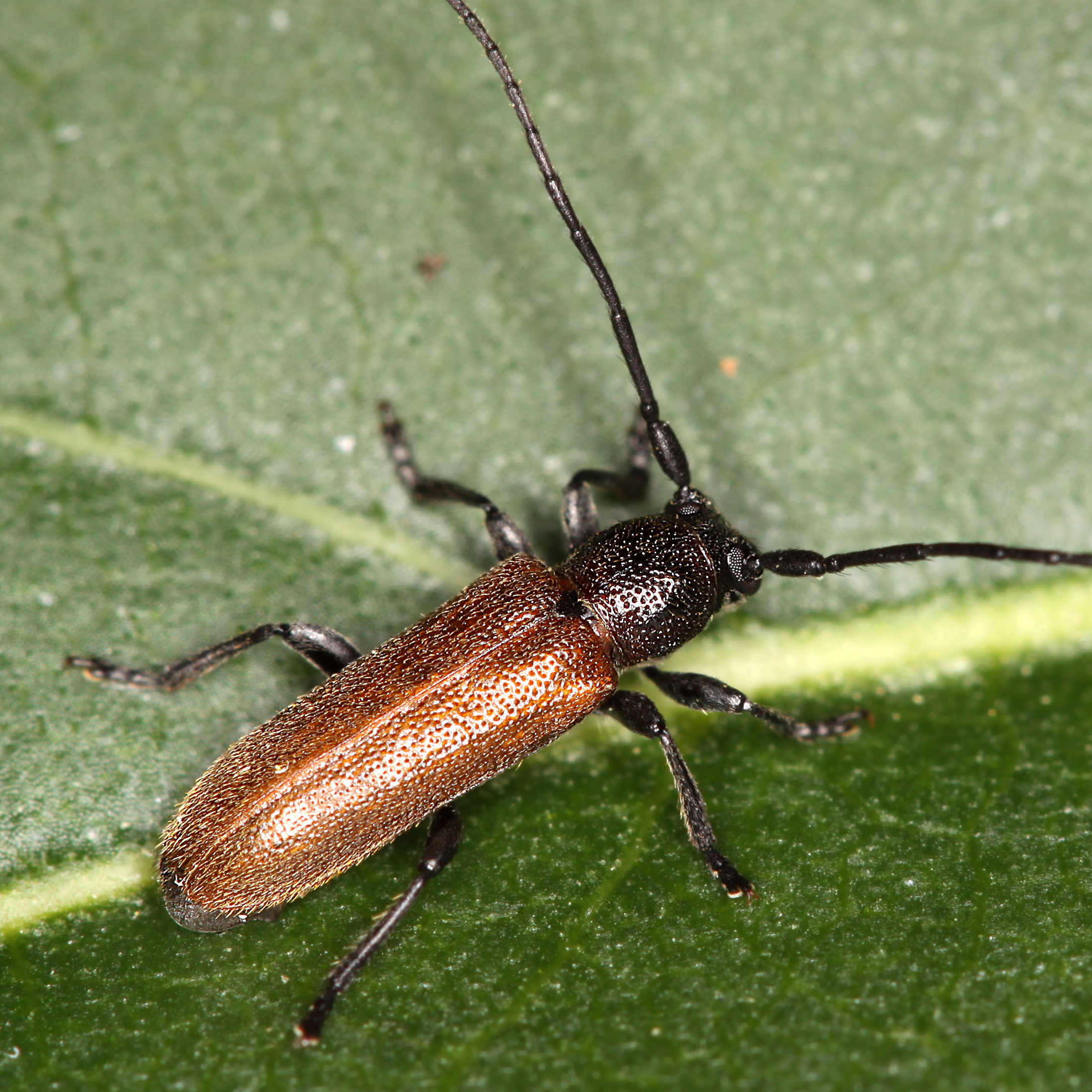 10092014210904 2626 art 1584 anaesthetis testacea