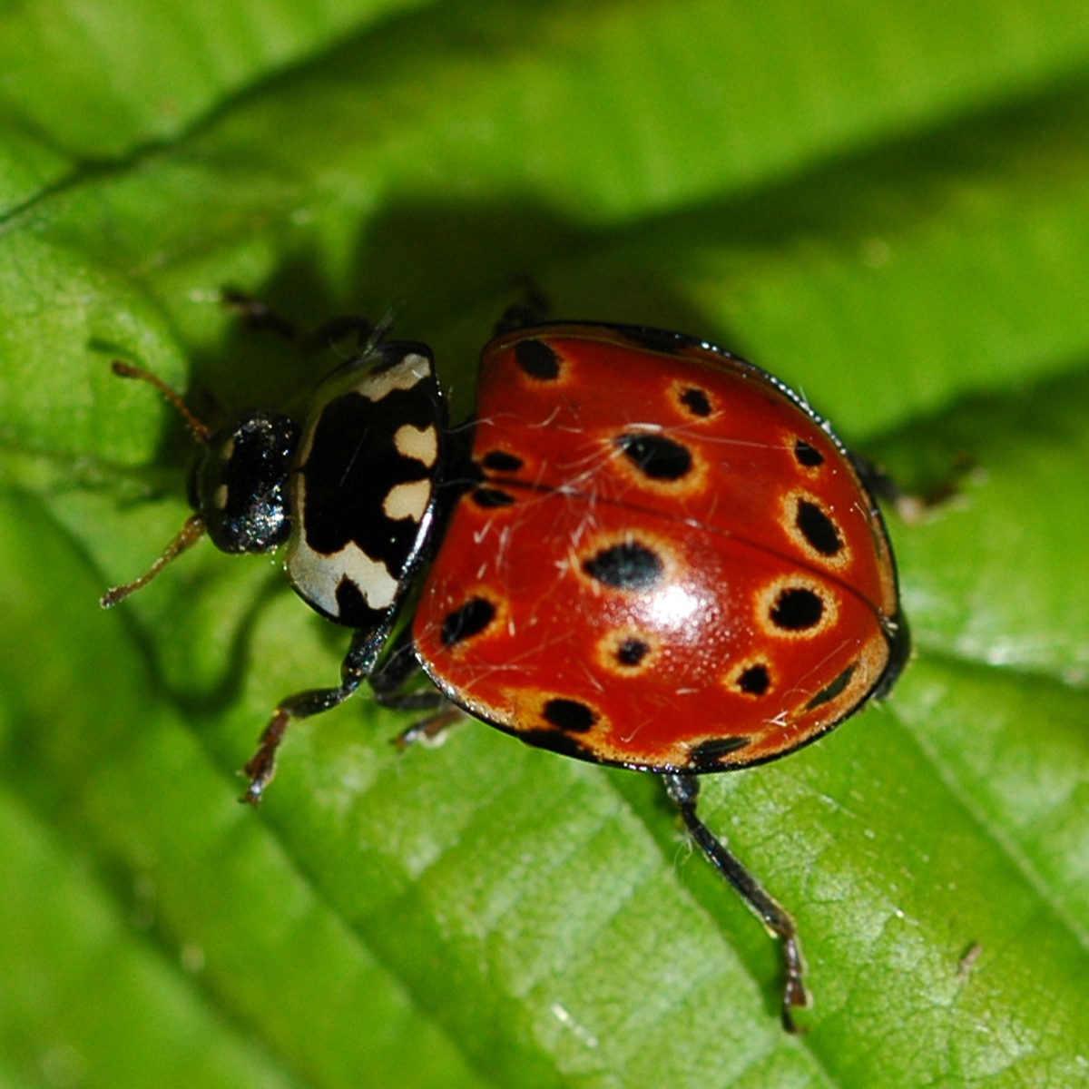 10092014211116 2627 art 1585 anatis ocellata