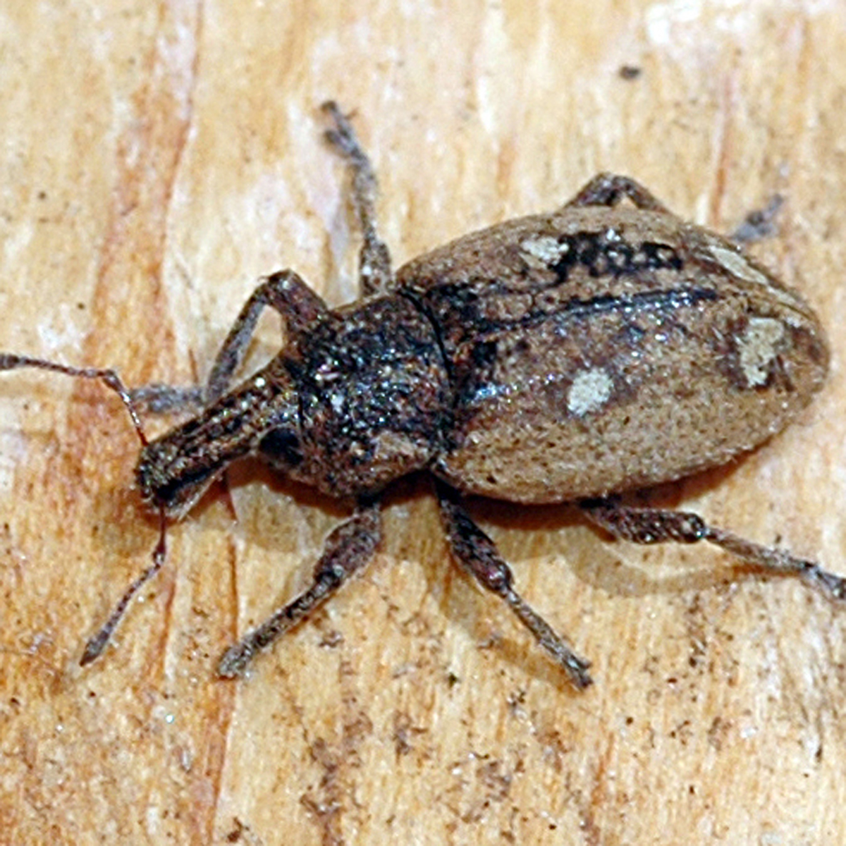 10092014211544 2628 art 1586 alophus kaufmanni