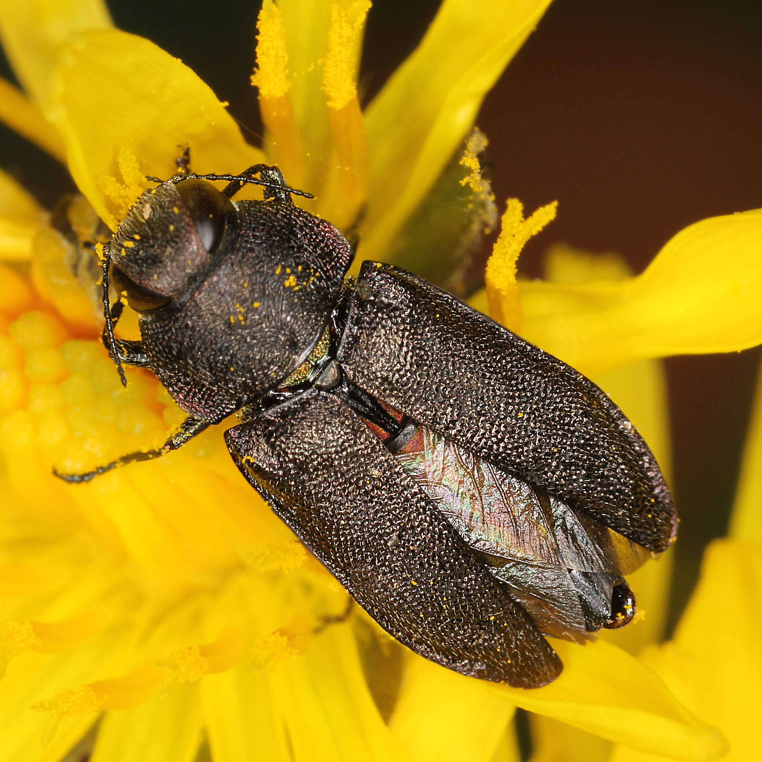 10092014212257 2629 art 1587 anthaxia morio 1