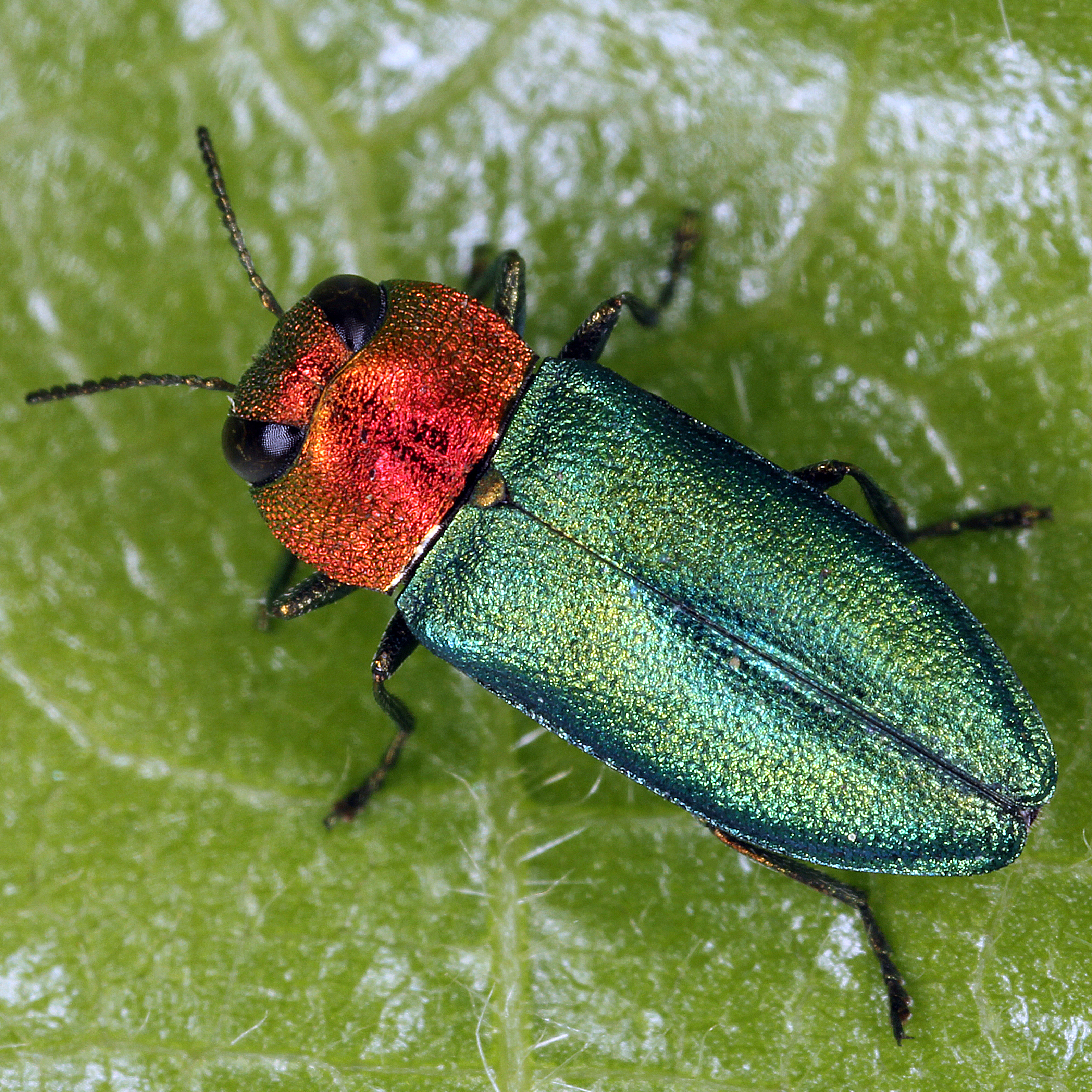 10092014213402 2630 art 1588 anthaxia nitidula w. 2