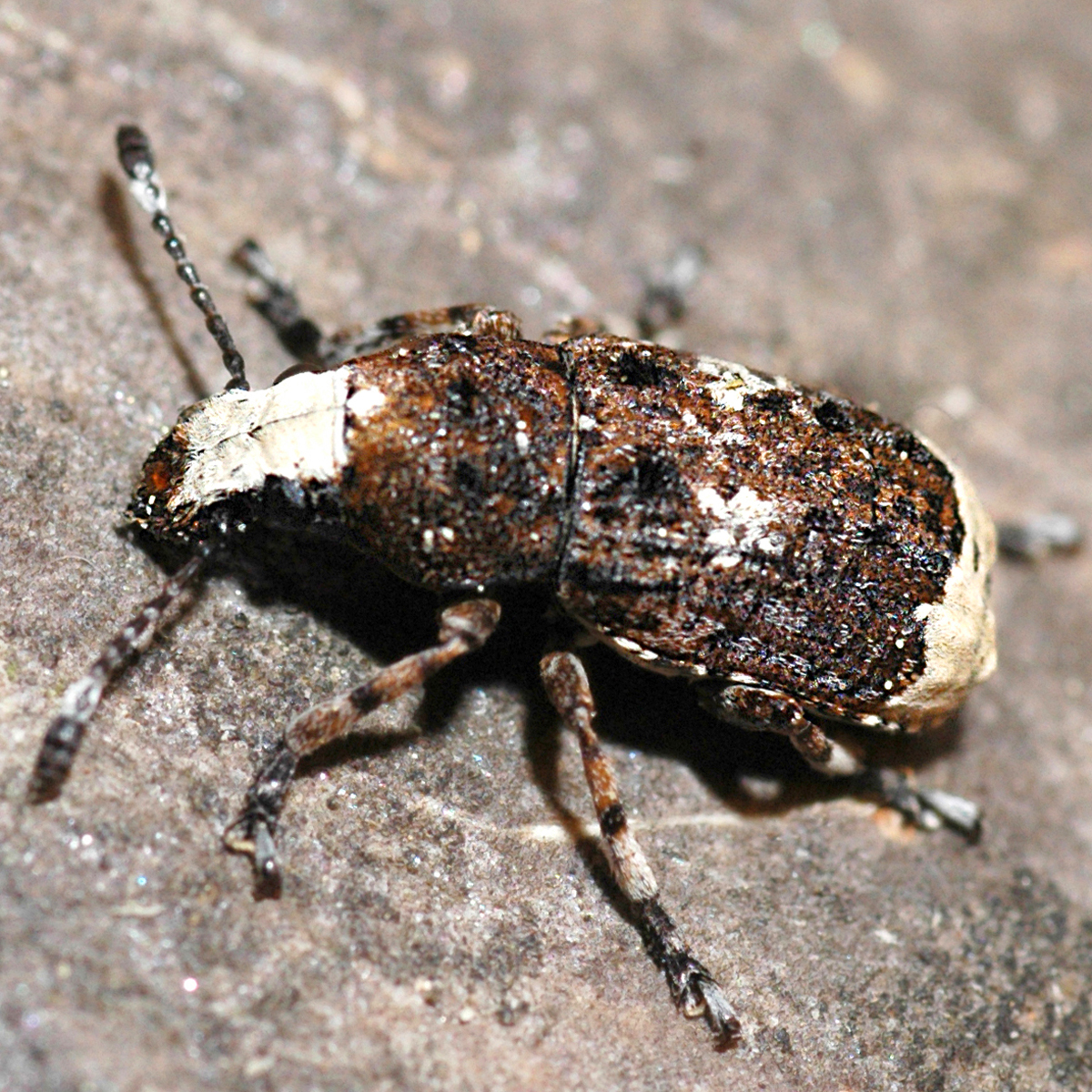 10092014215018 2634 art 1591 anthribus albinus