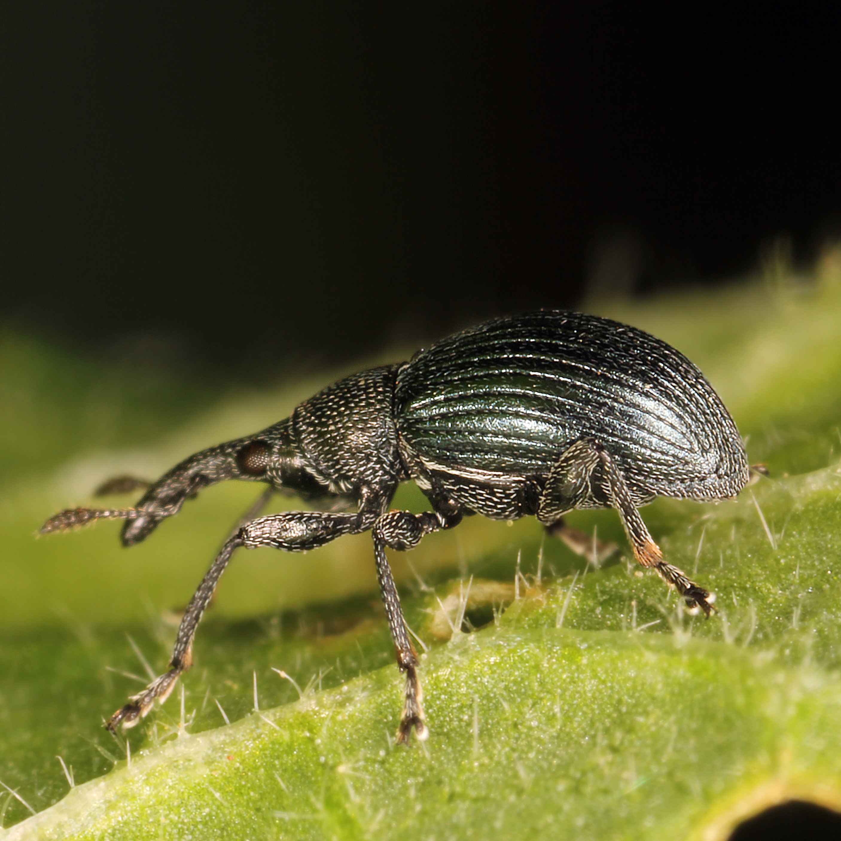 10092014220028 2635 art 1592 apion aeneum 2