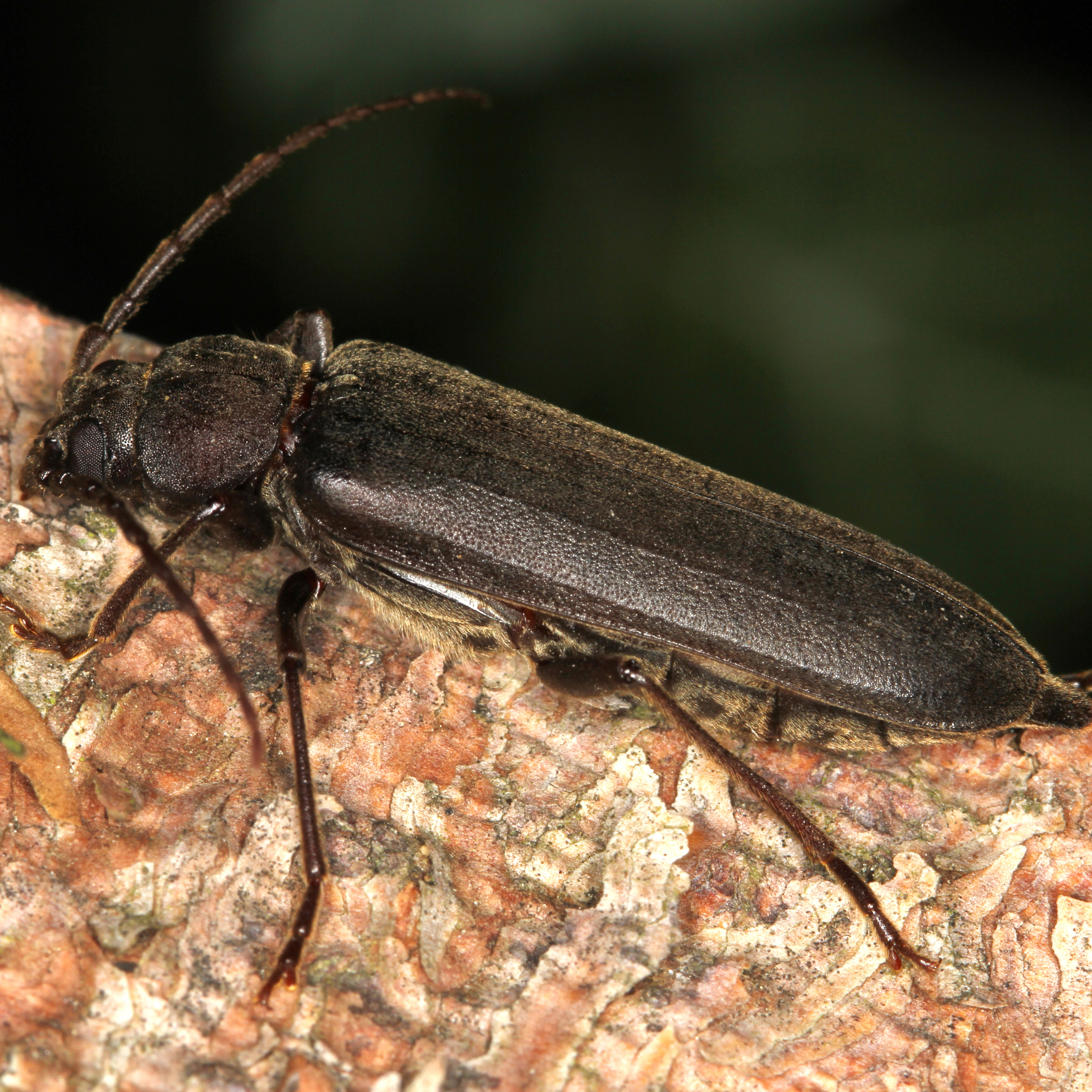 10092014220410 2636 art 1593 arhopalus rusticus 1