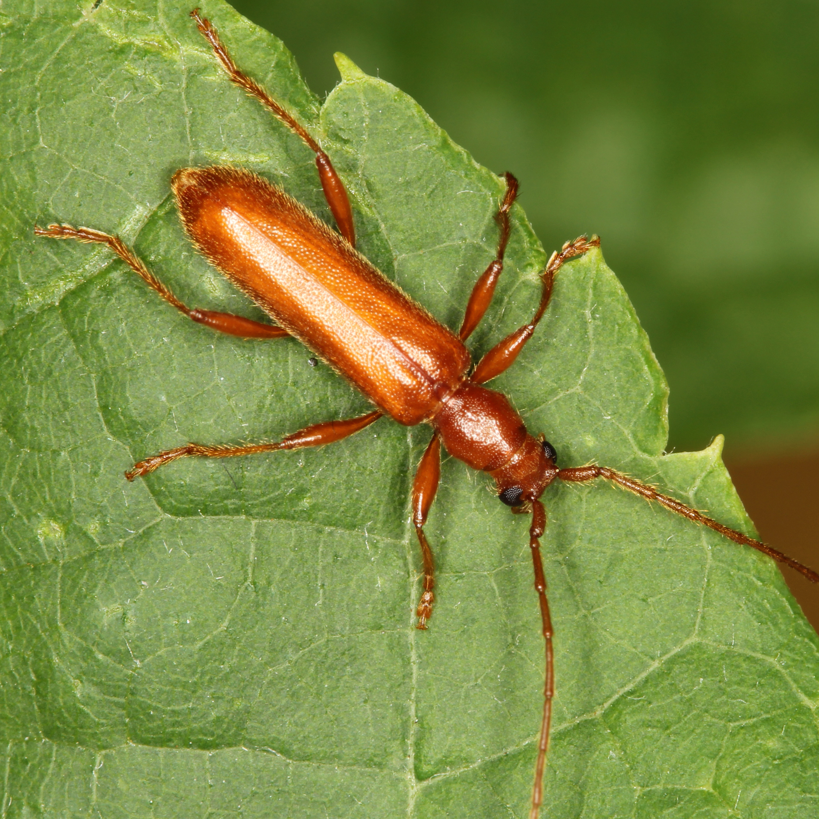 10092014220746 2637 art 1594 axinopalpis gracilis 3