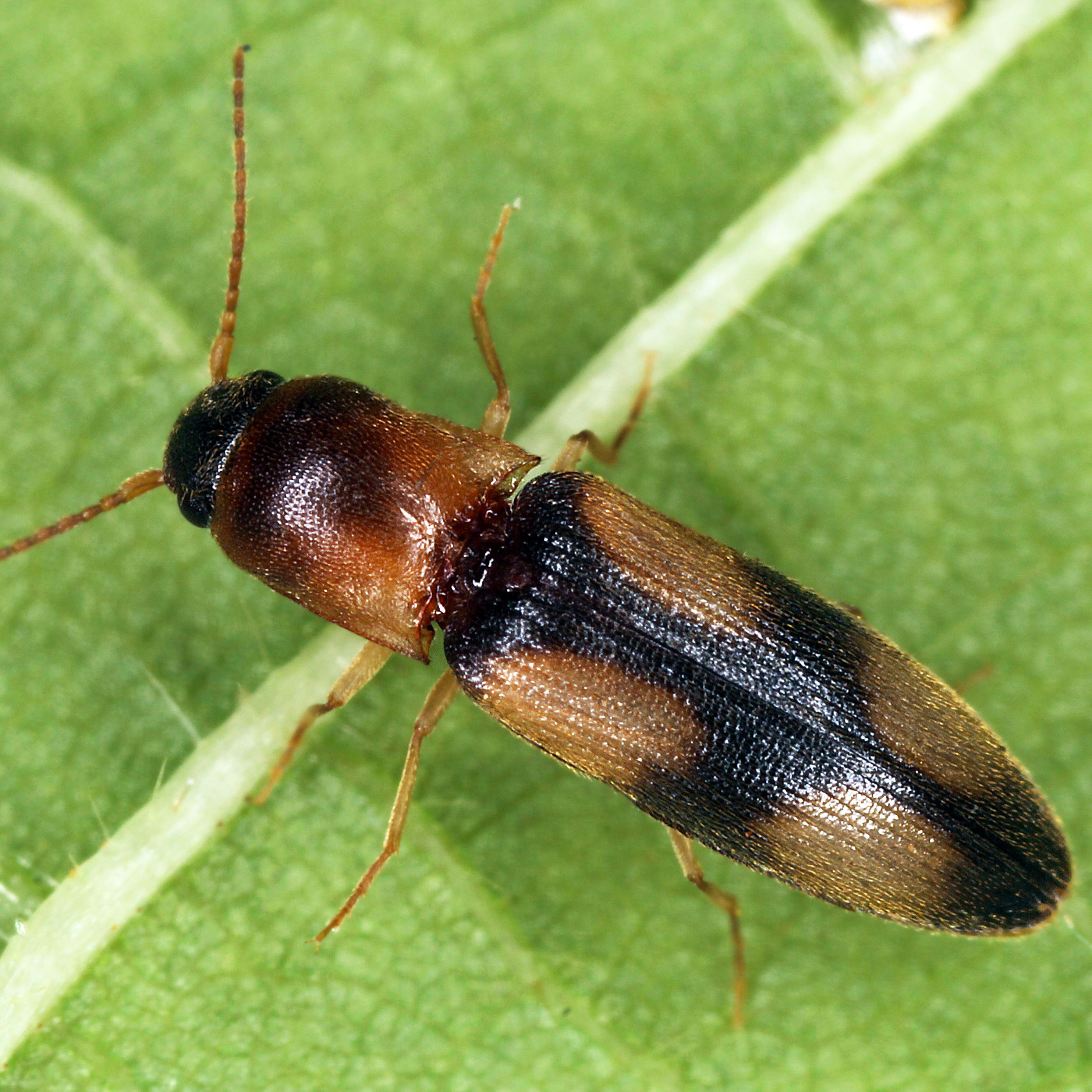 10092014221108 2638 art 1595 betarmion ferrugineus 3