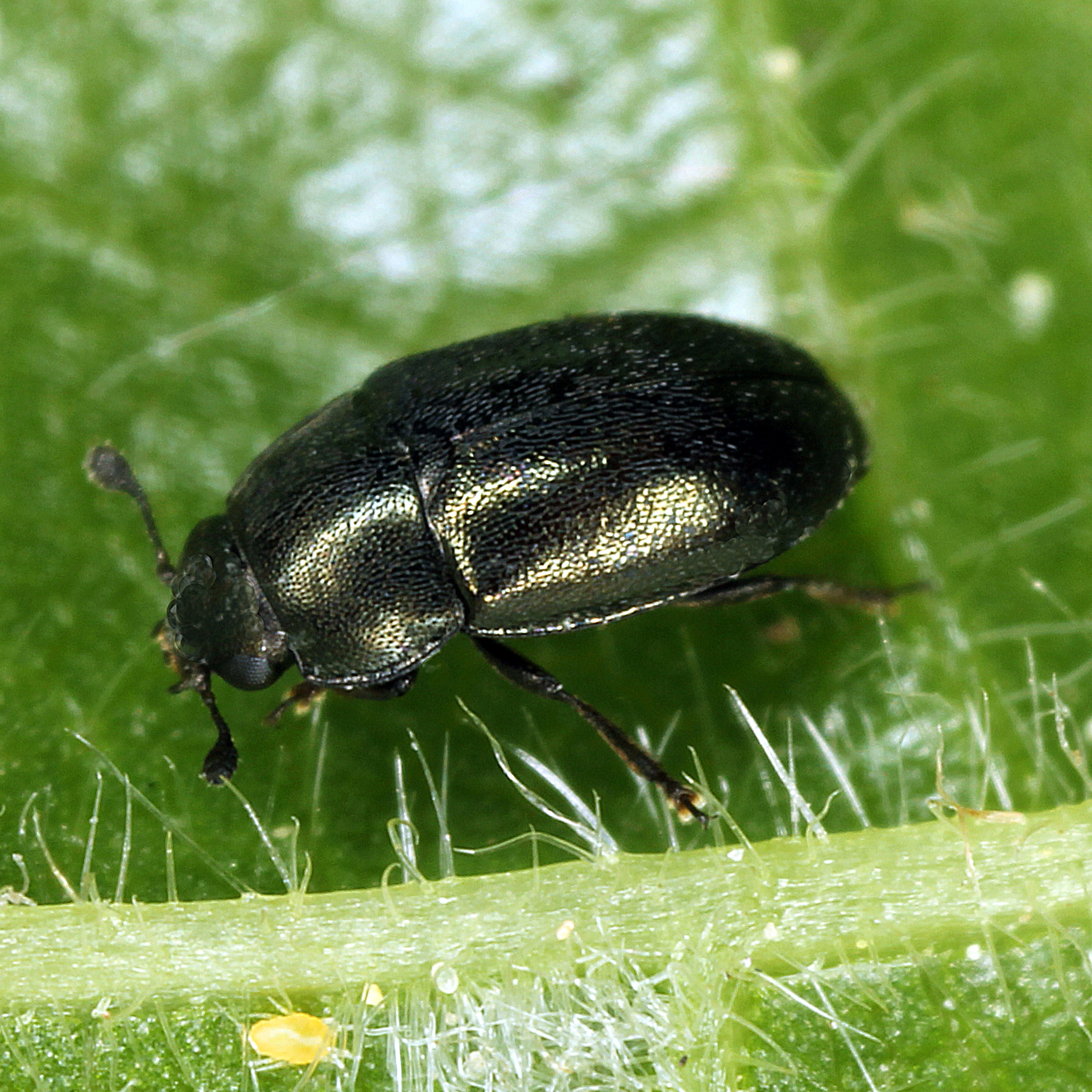 10092014221715 2639 art 1596 brassicogethes aeneus