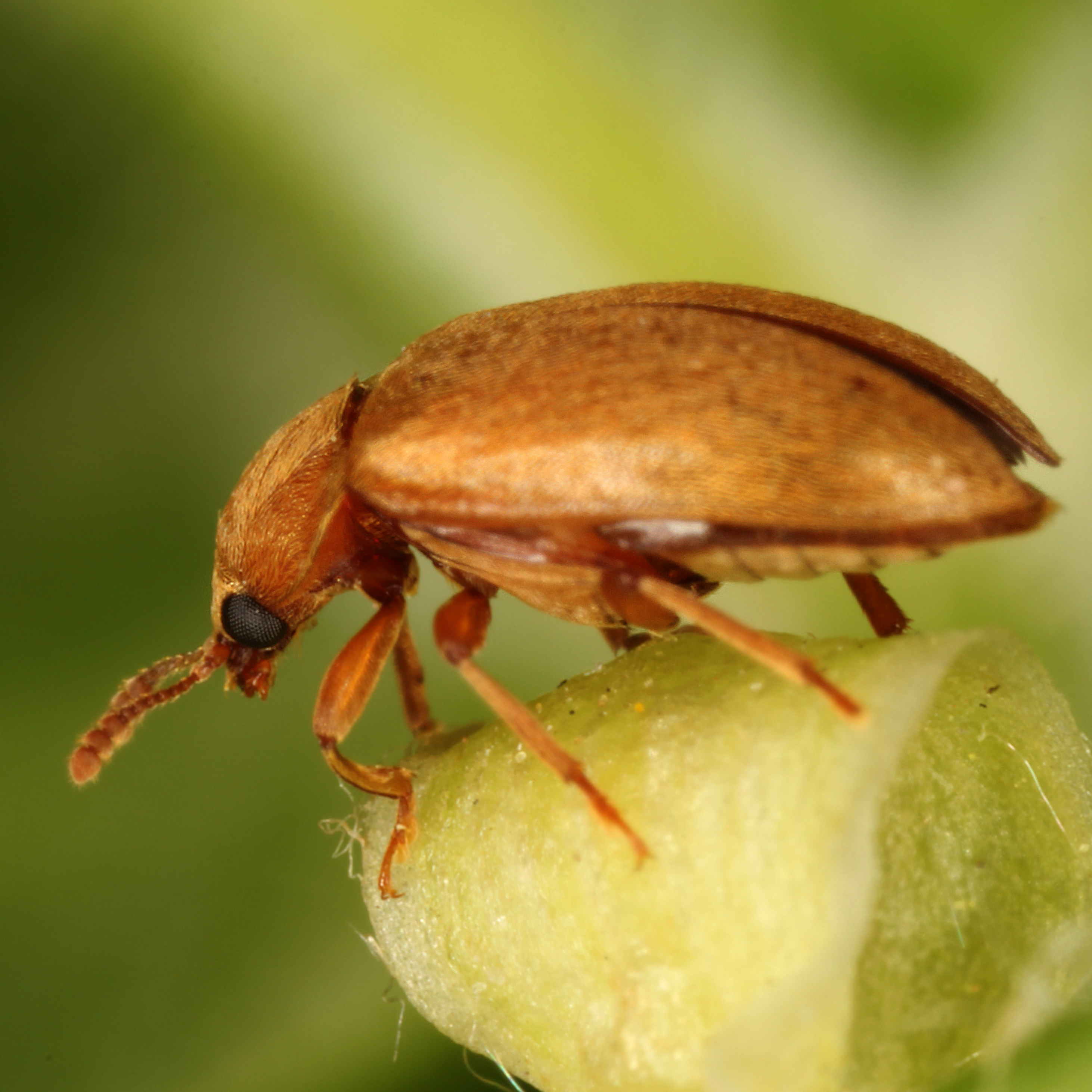 10092014221907 2640 art 1597 byturus ochraceum