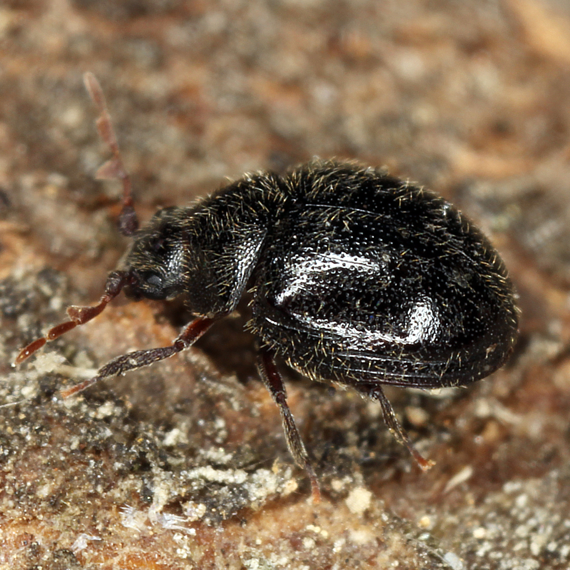 10092014222457 2641 art 1598 caenocara affinis 2