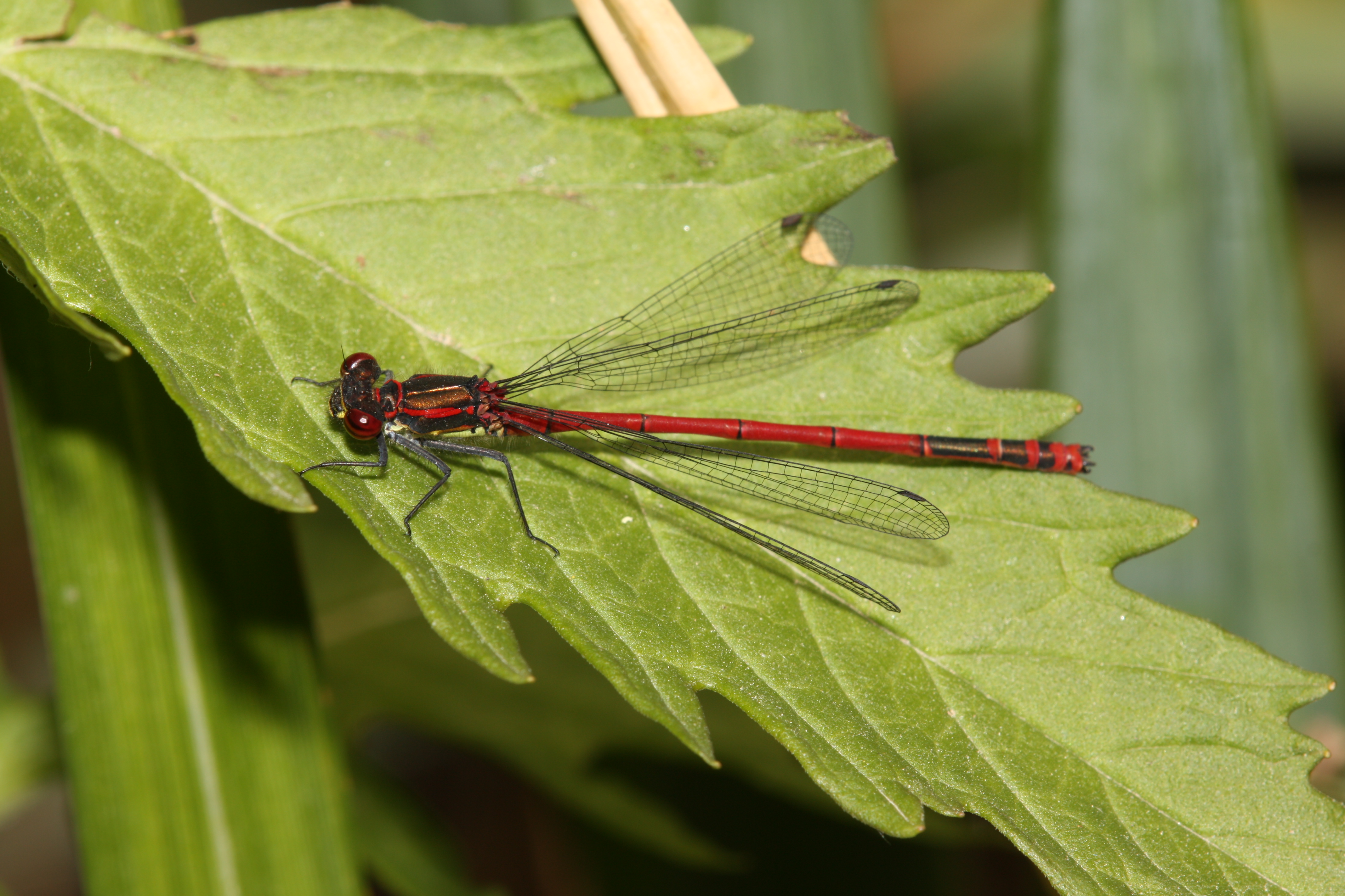 10102013121525 2174 art 890 adonislibelle 28052012 schonbrunn bk 2