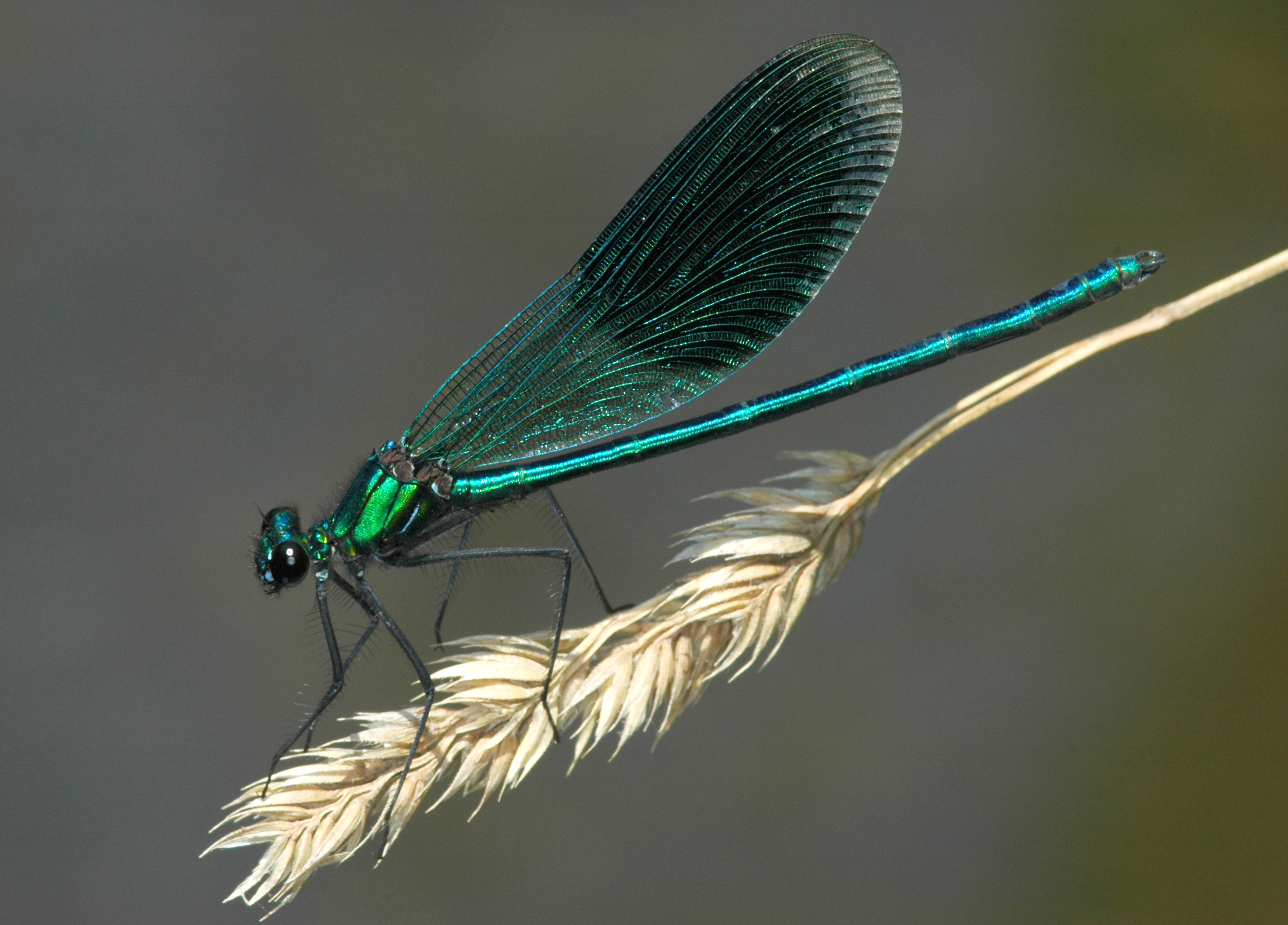 10102013121803 2175 art 889 calopteryx splendens gamlitzbach 2006 wh