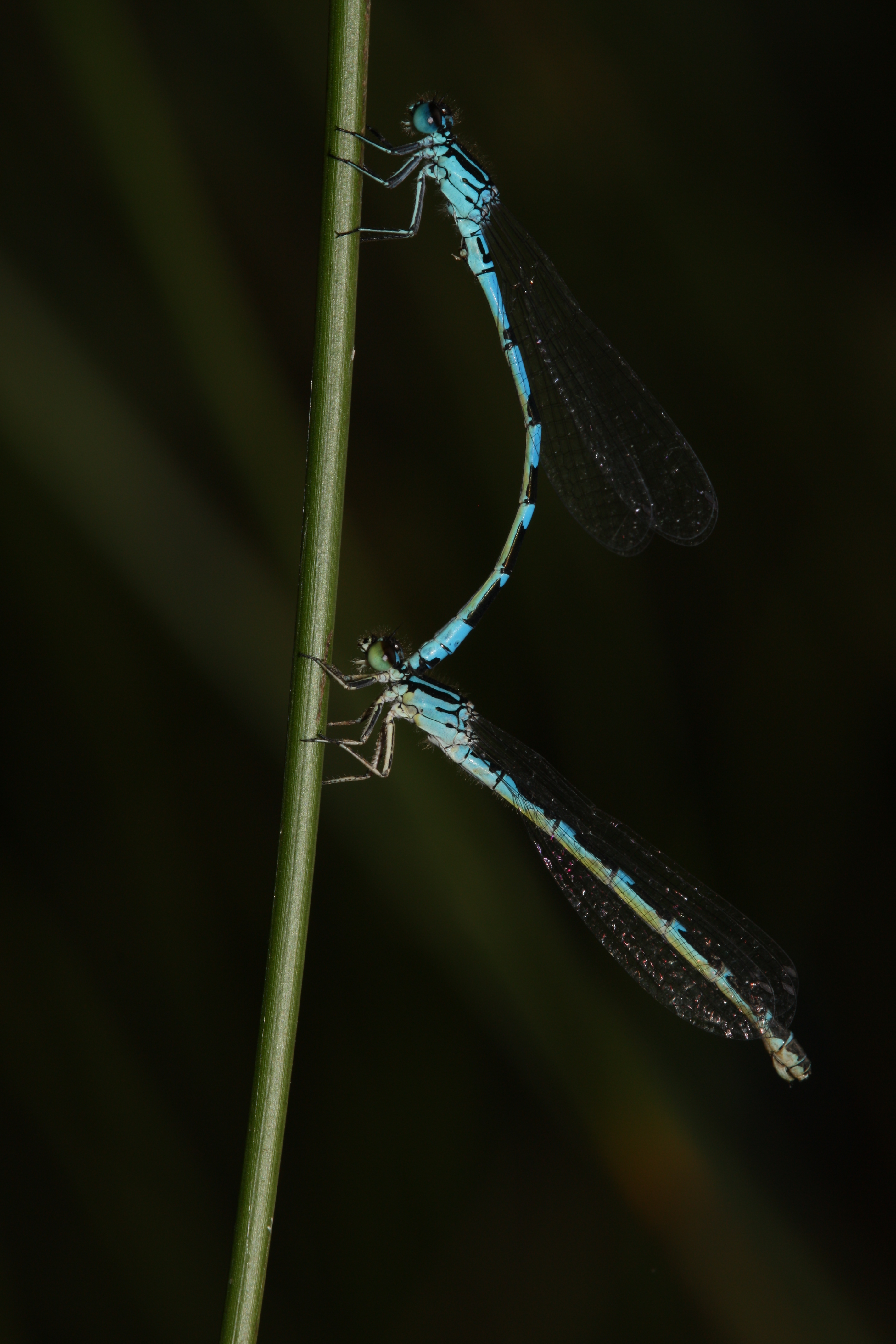 10102013122028 2176 art 891 coenagrion ornatum tandem hoppachbach 07062012 bk