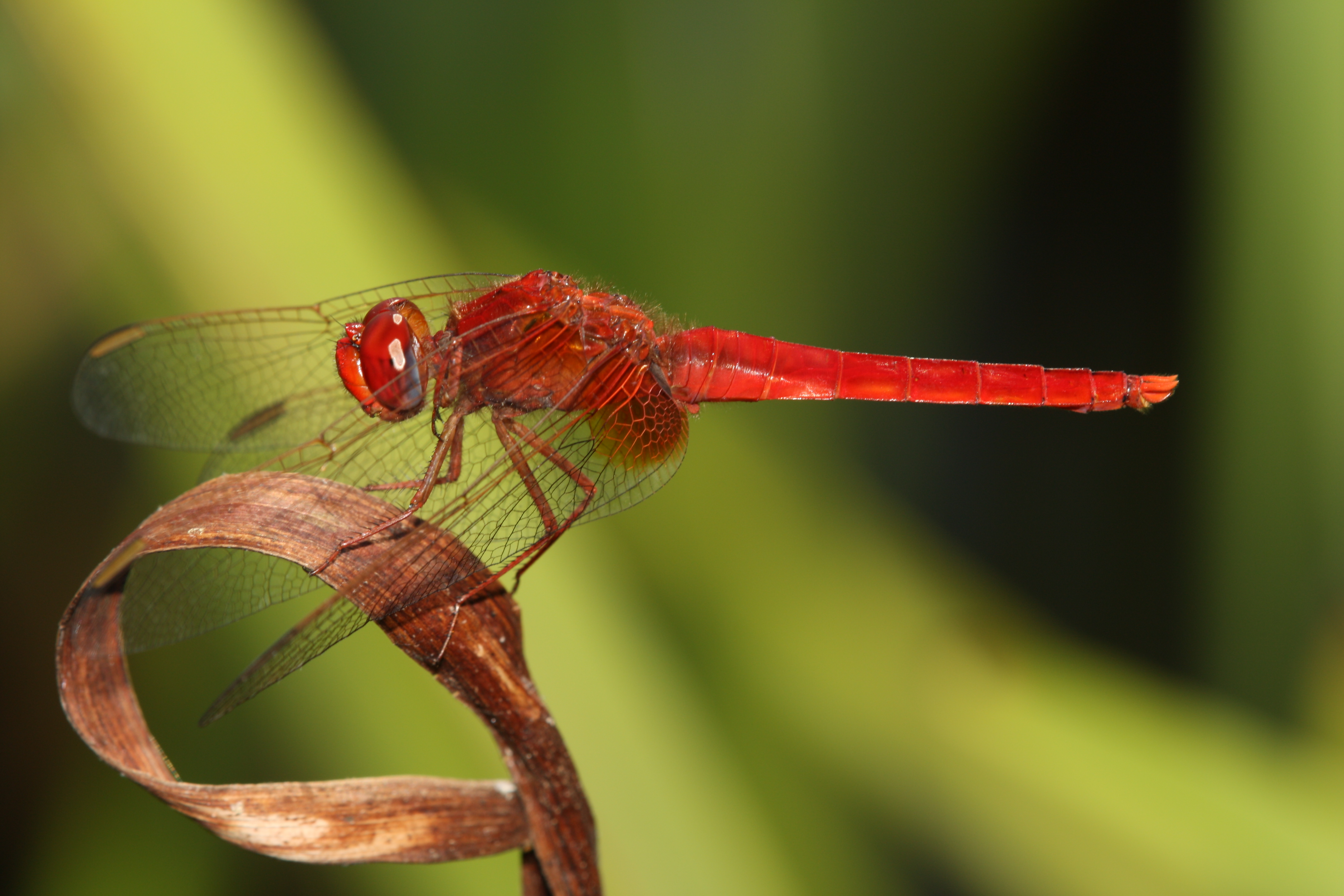 10102013122258 2177 art 1038 crocothemis erythraea m krk bk