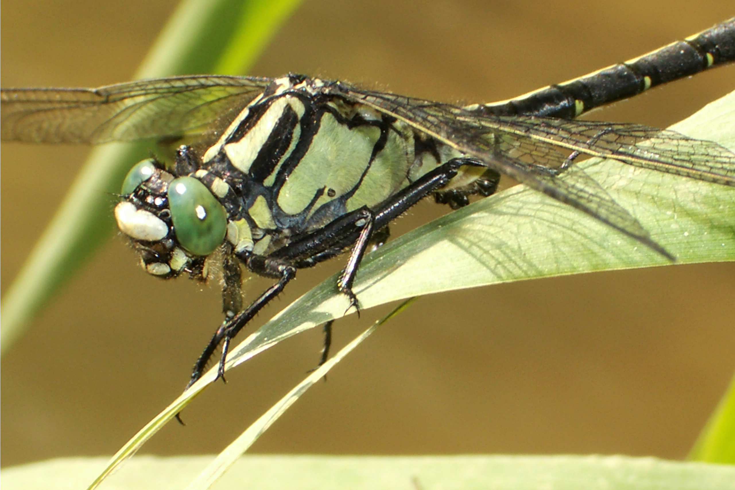 10102013122459 2178 art 951 gomphus vulgatissimus3 schwarzaubach 2007 05 22 bk