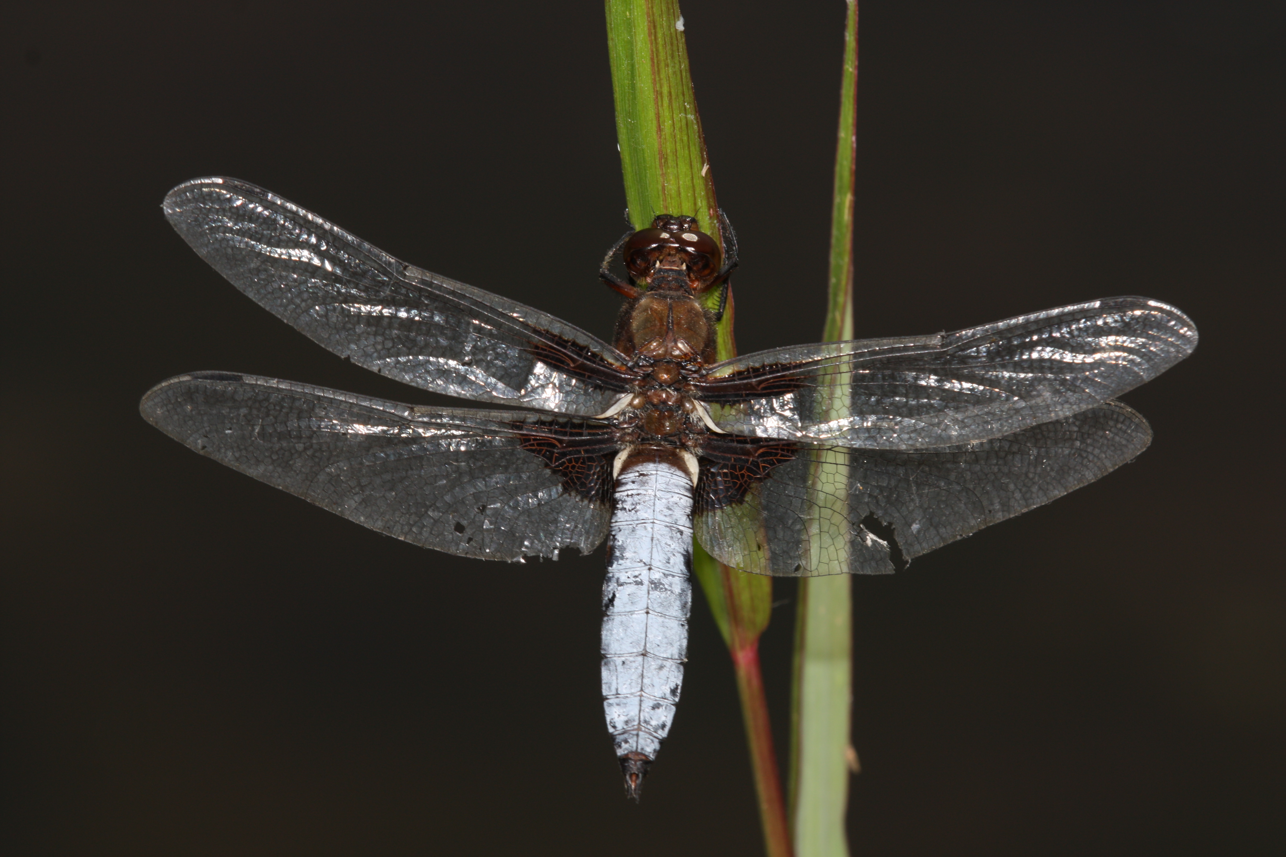 10102013122715 2179 art 969 libellula depressa lavant 07082013 bk