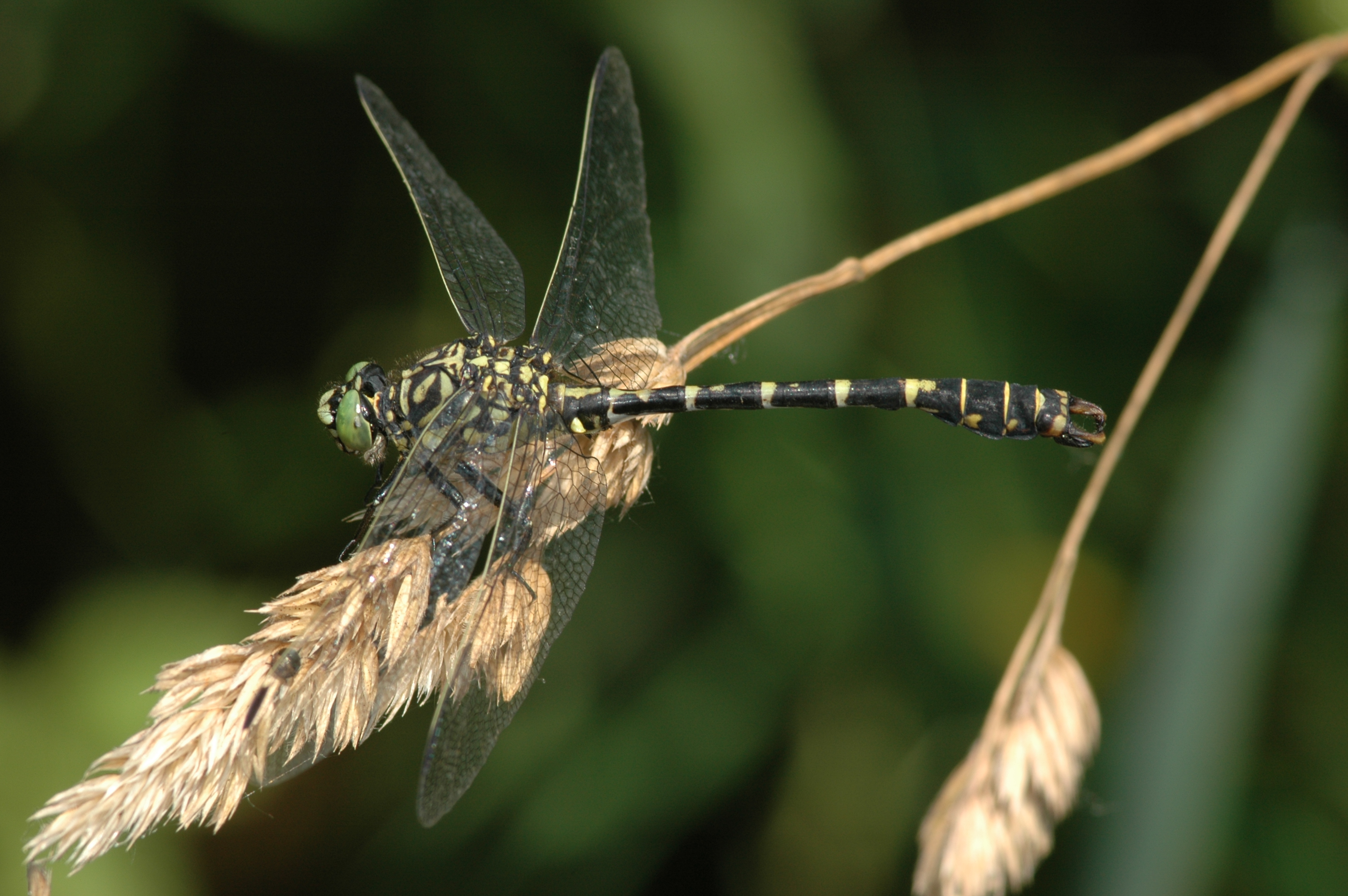 10102013122916 2180 art 957 onychogomphus forcipatus gamlitzbach 2006 wh