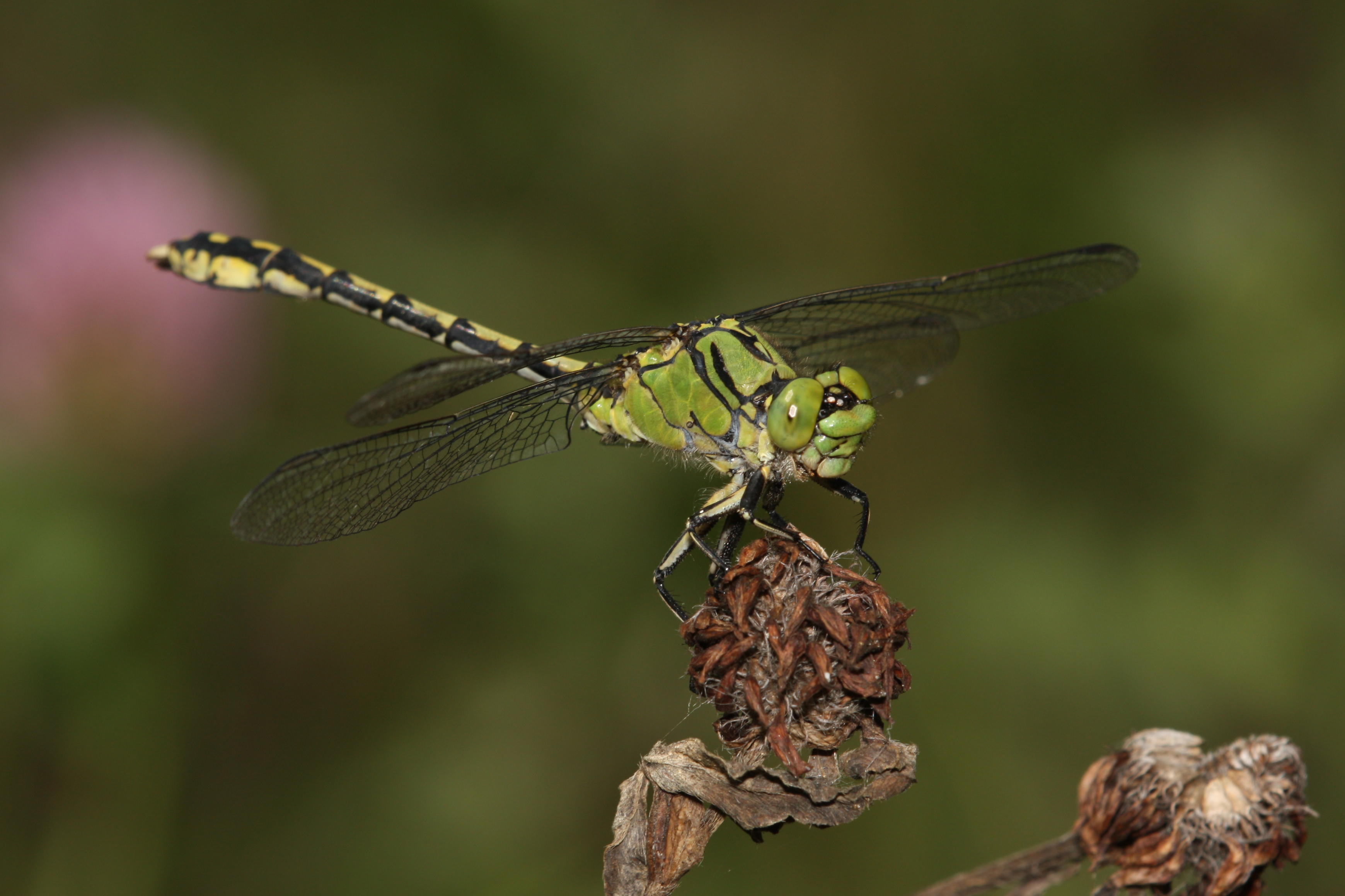 10102013123136 2181 art 956 ophiogomphus caecilia lavantaufweitung 05082012 bk 01