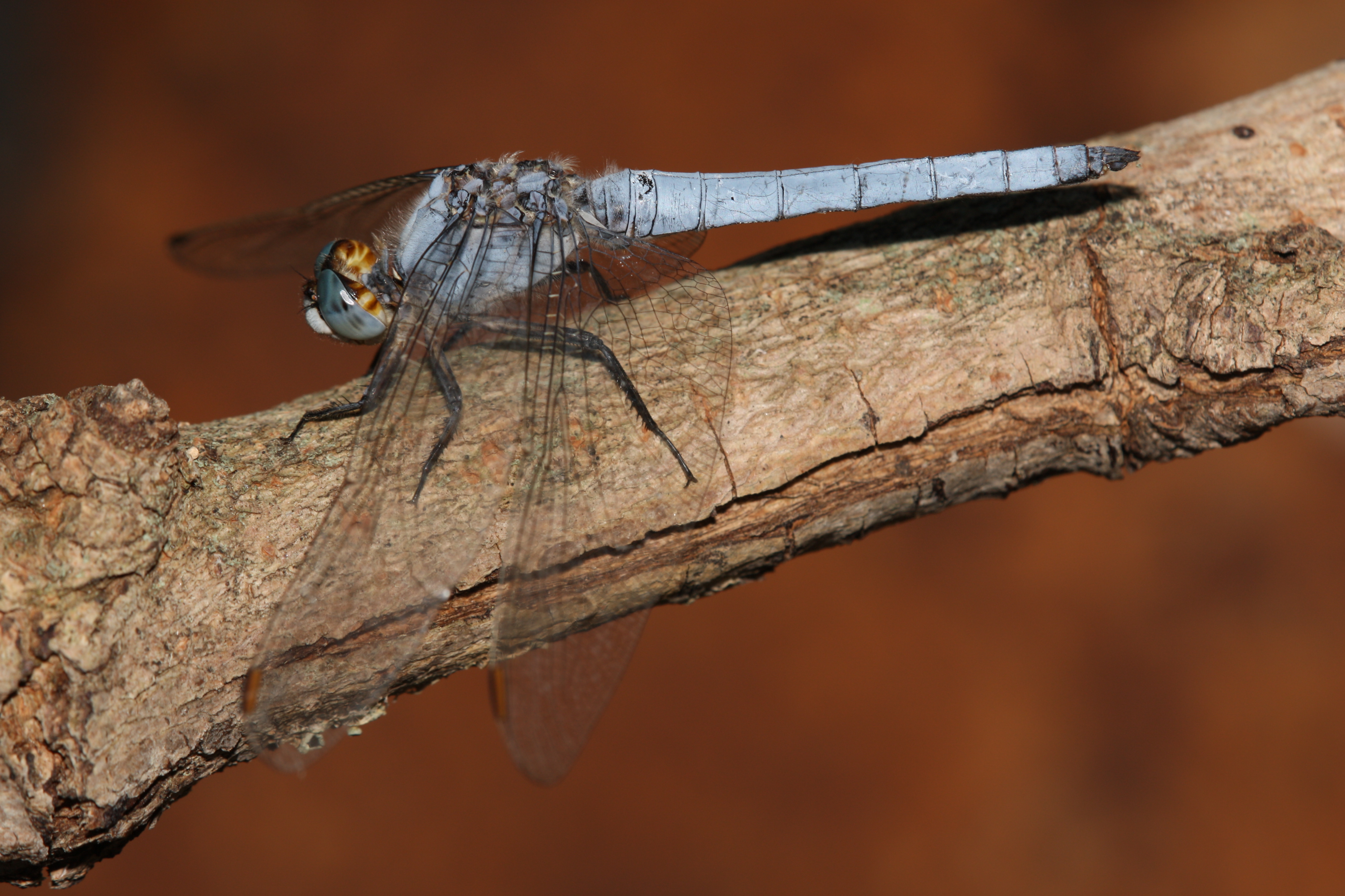 10102013123404 2182 art 1036 orthetrum brunneum m krk 14082012 bk