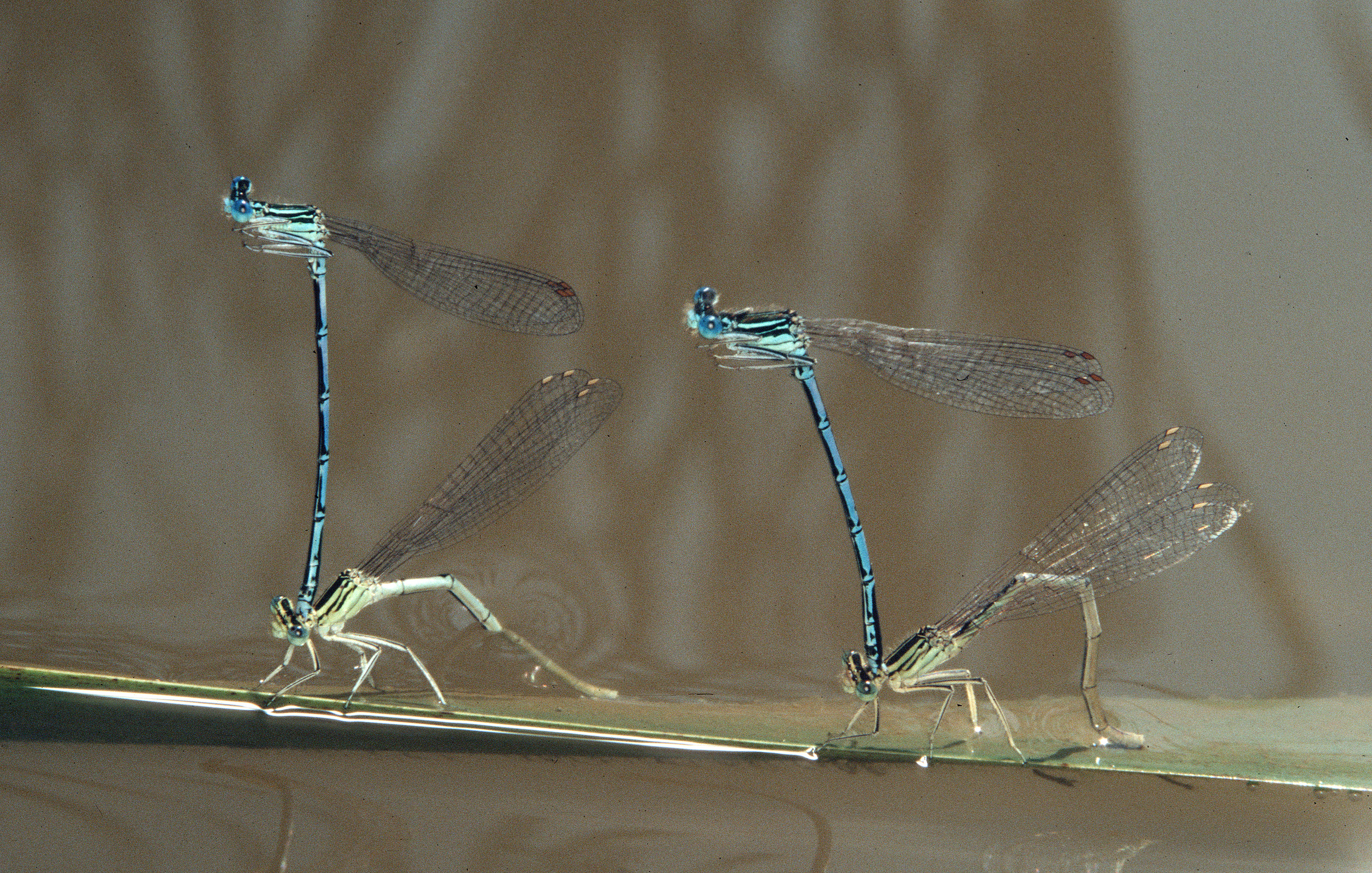 10102013123917 2183 art 926 platycnemis pennipes eiablage sulzbach 18 6 02 bk neu