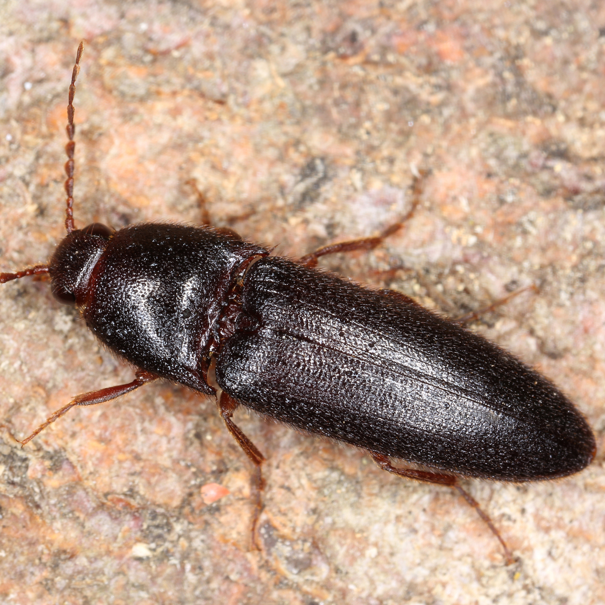 11012016171104 2773 art 1721 brachygonus megerlei 1