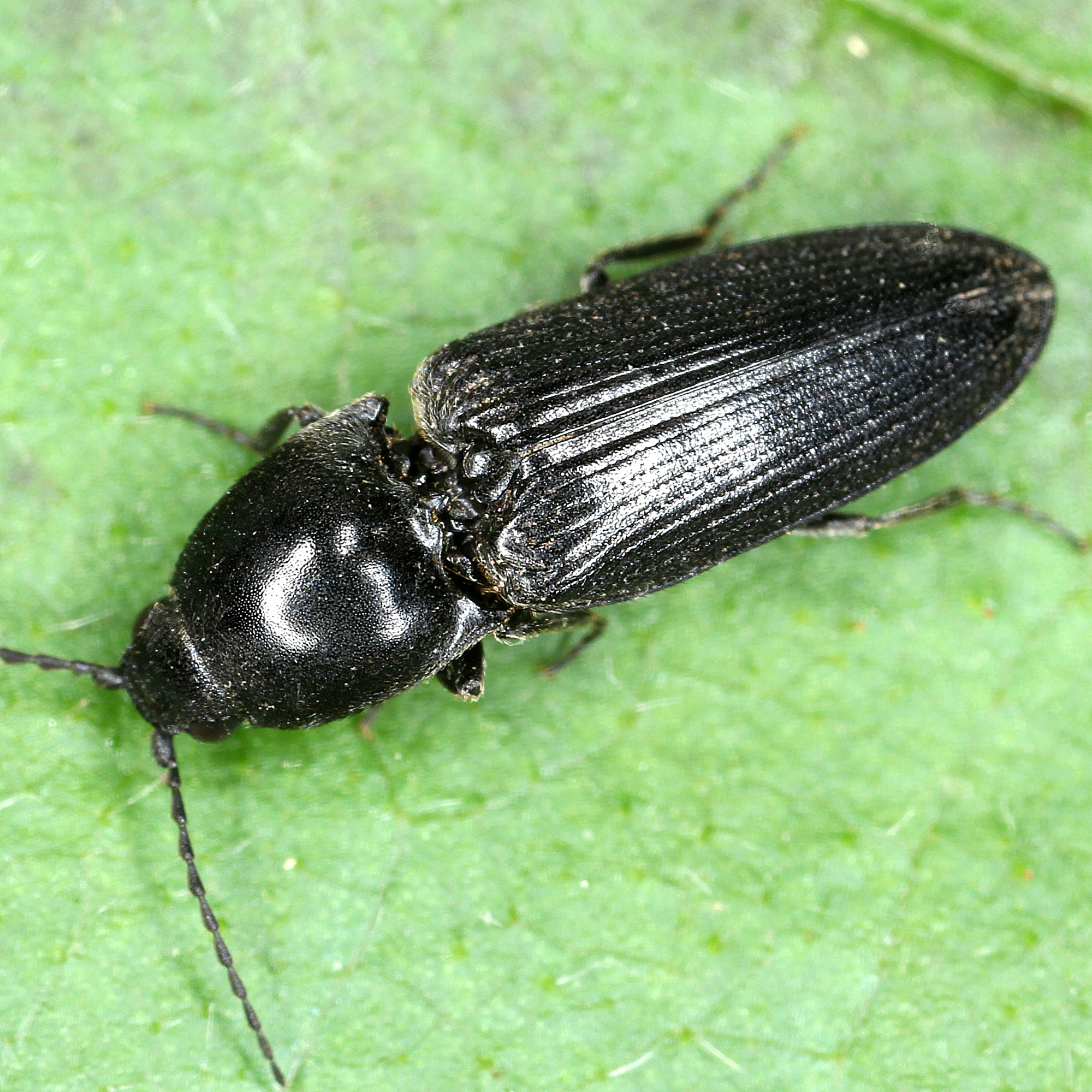 11012016171728 2774 art 1722 cardiophorus nigerrimus 1