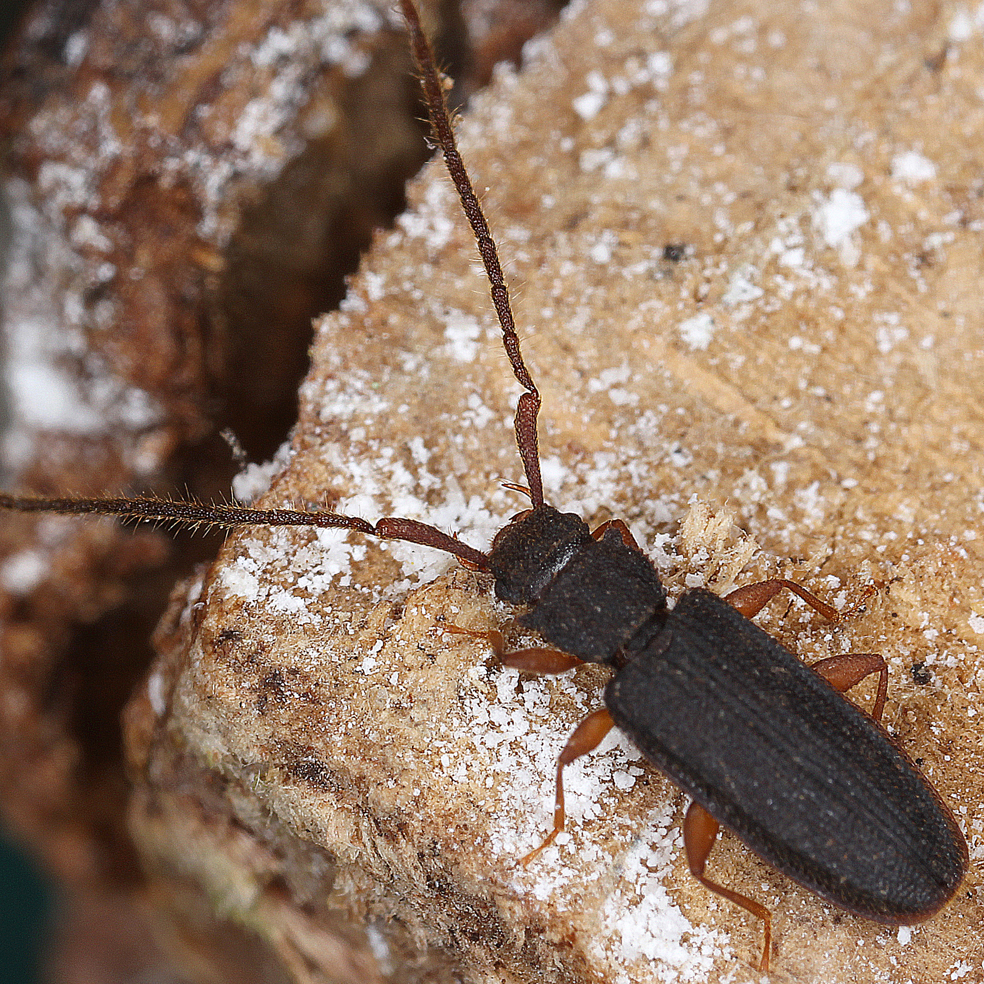 11012016174042 2776 art 1724 uleiota planata 2