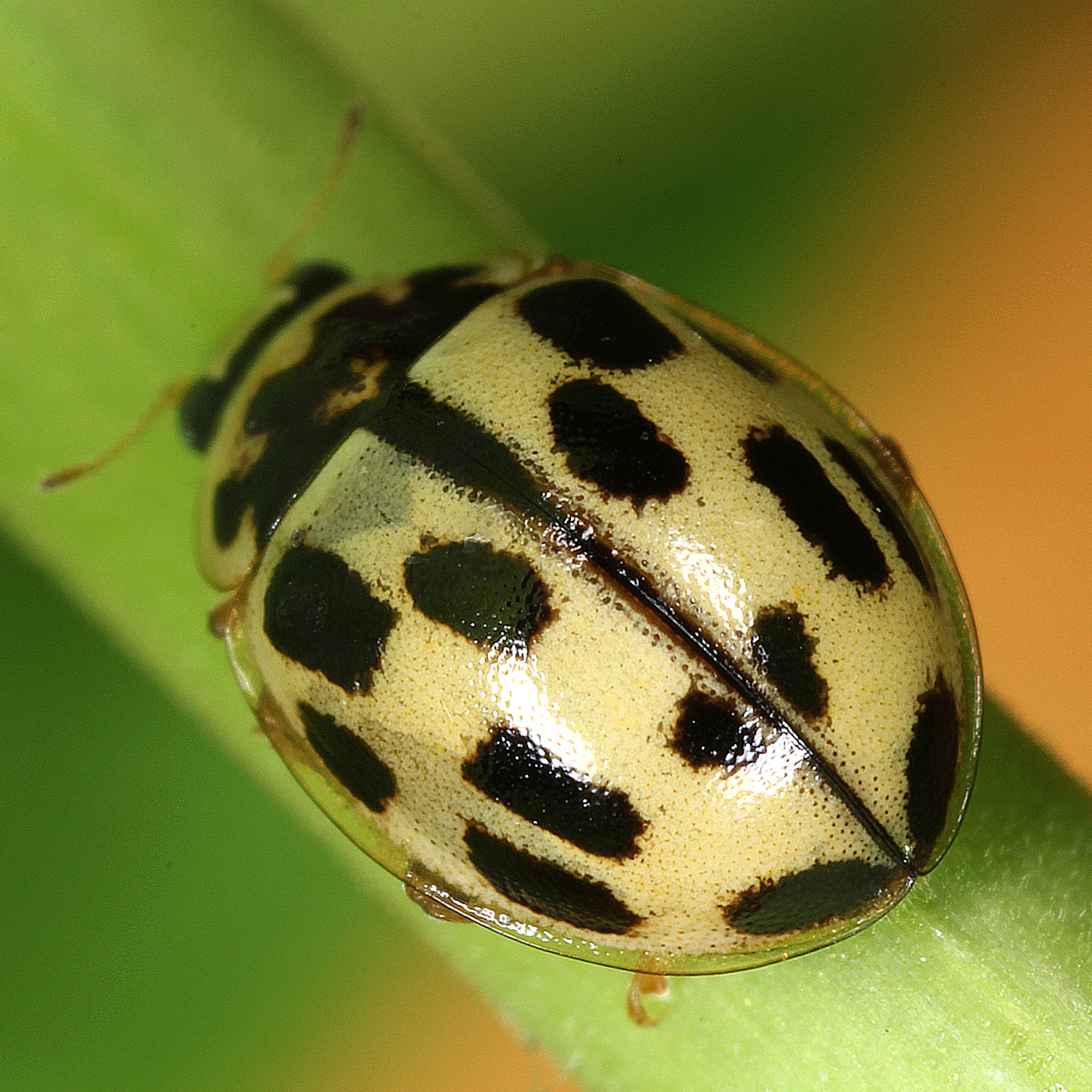 11012016174638 2777 art 1725 propylea quatuordecimpunctata