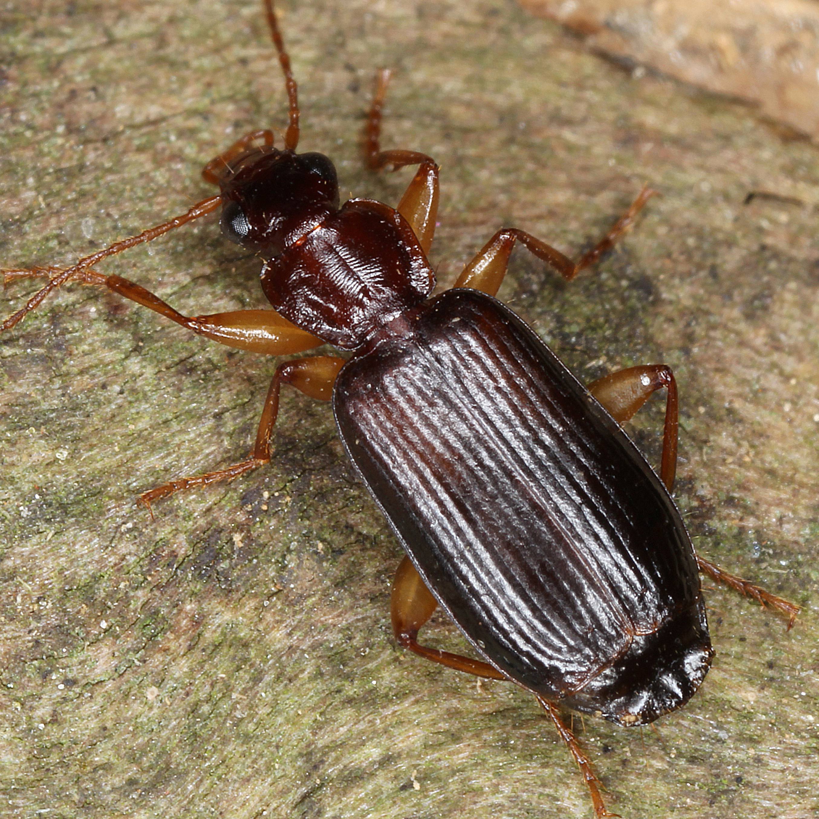 11012016175350 2778 art 1726 dromius agilis 2 1