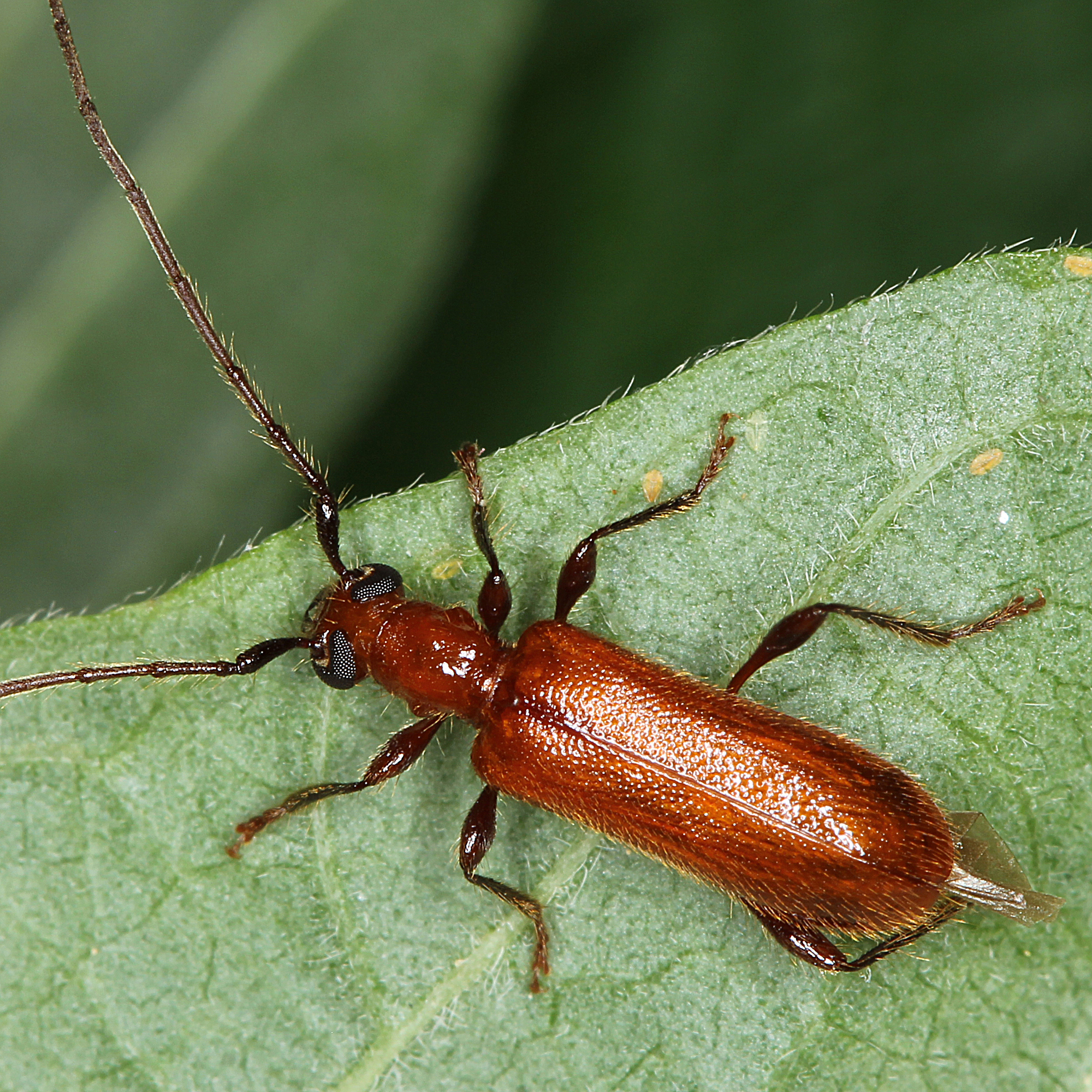 11012016180333 2779 art 1727 obrium cantharinum 3