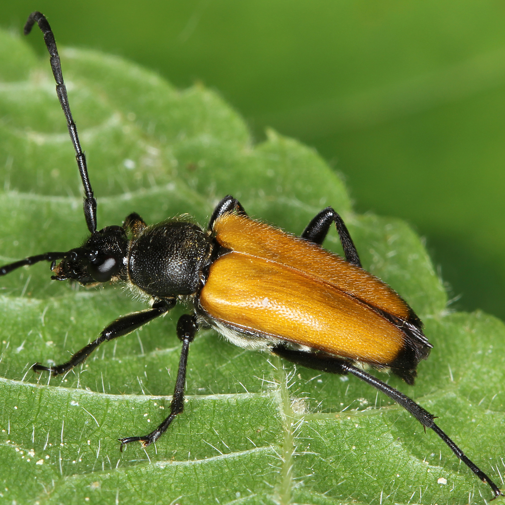 11012016181431 2780 art 1728 paracorymbia fulva 2