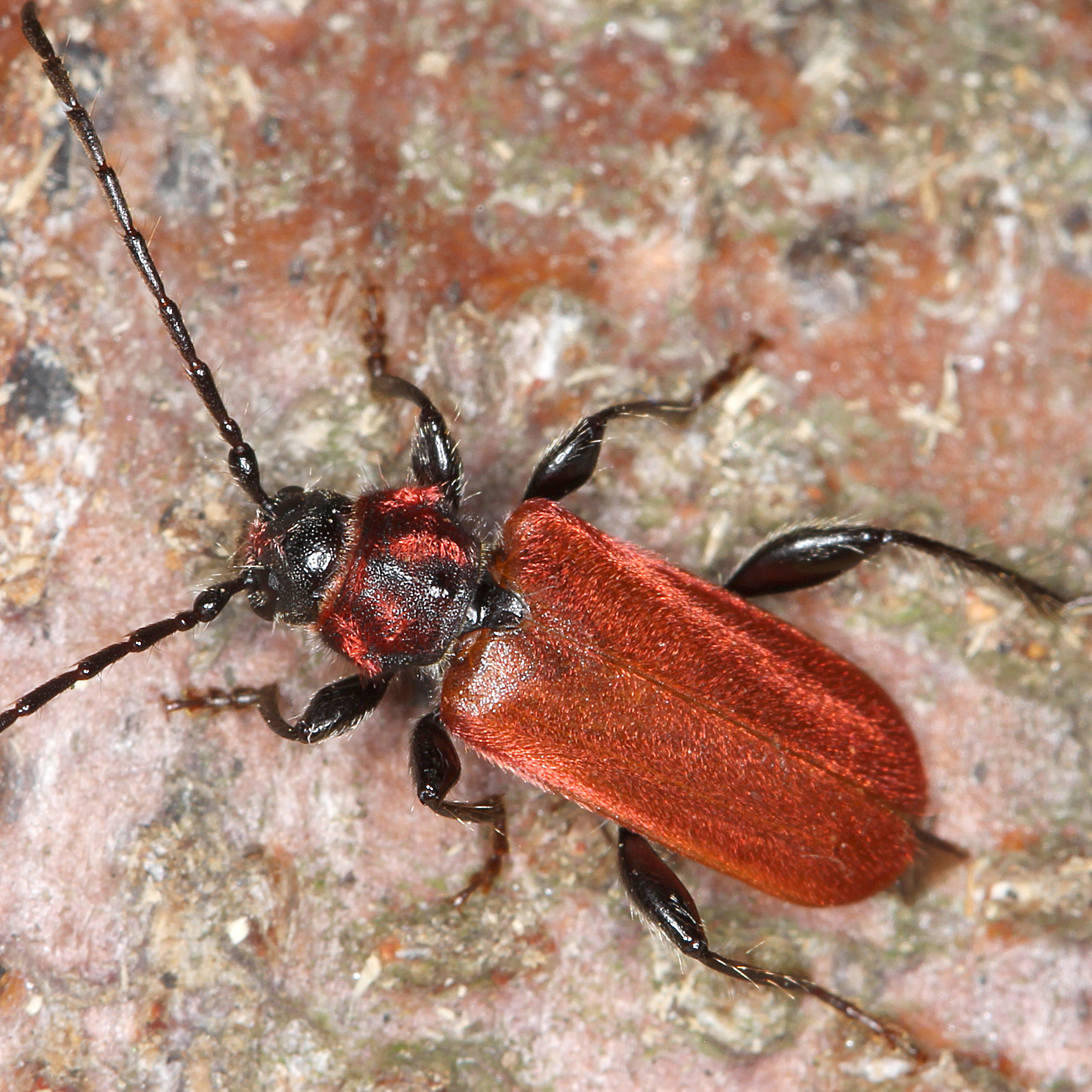 11012016182041 2781 art 1729 pyrrhidium sanguineum 1