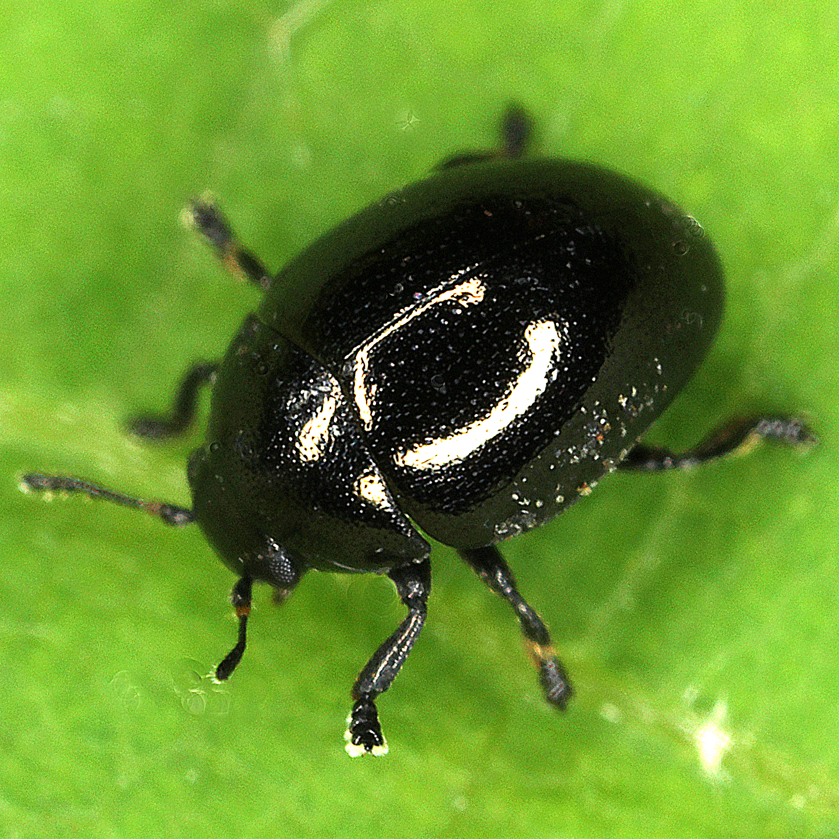 11012016182900 2782 art 1730 oomorphus concolor 1