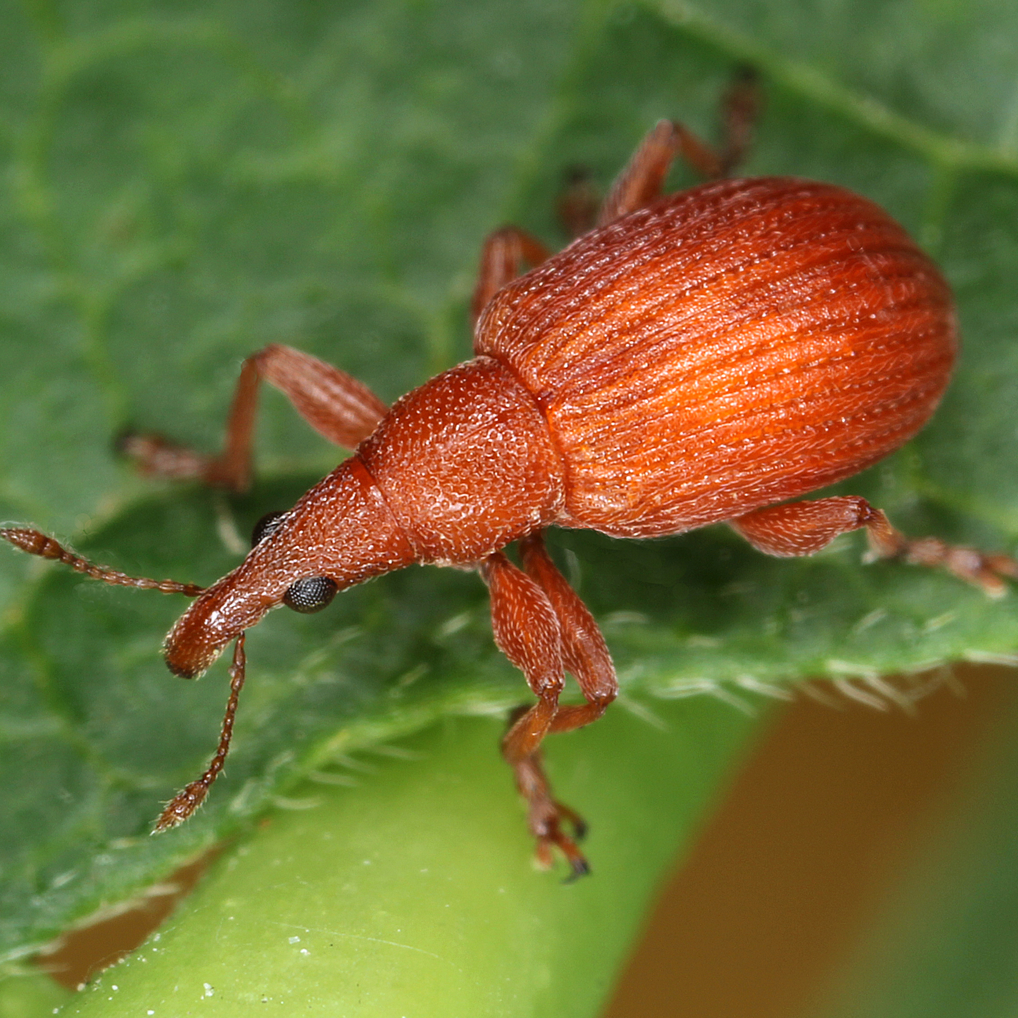 11012016185027 2783 art 1731 apion frumentarium 4