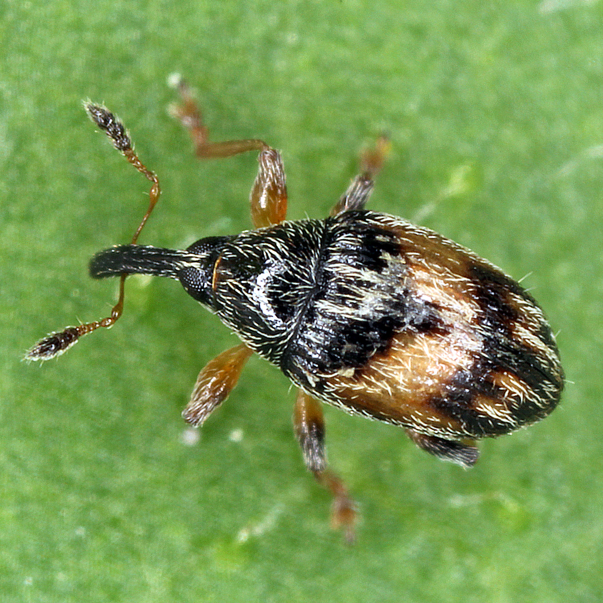 11012016185822 2784 art 1732 nanophyes marmoratus