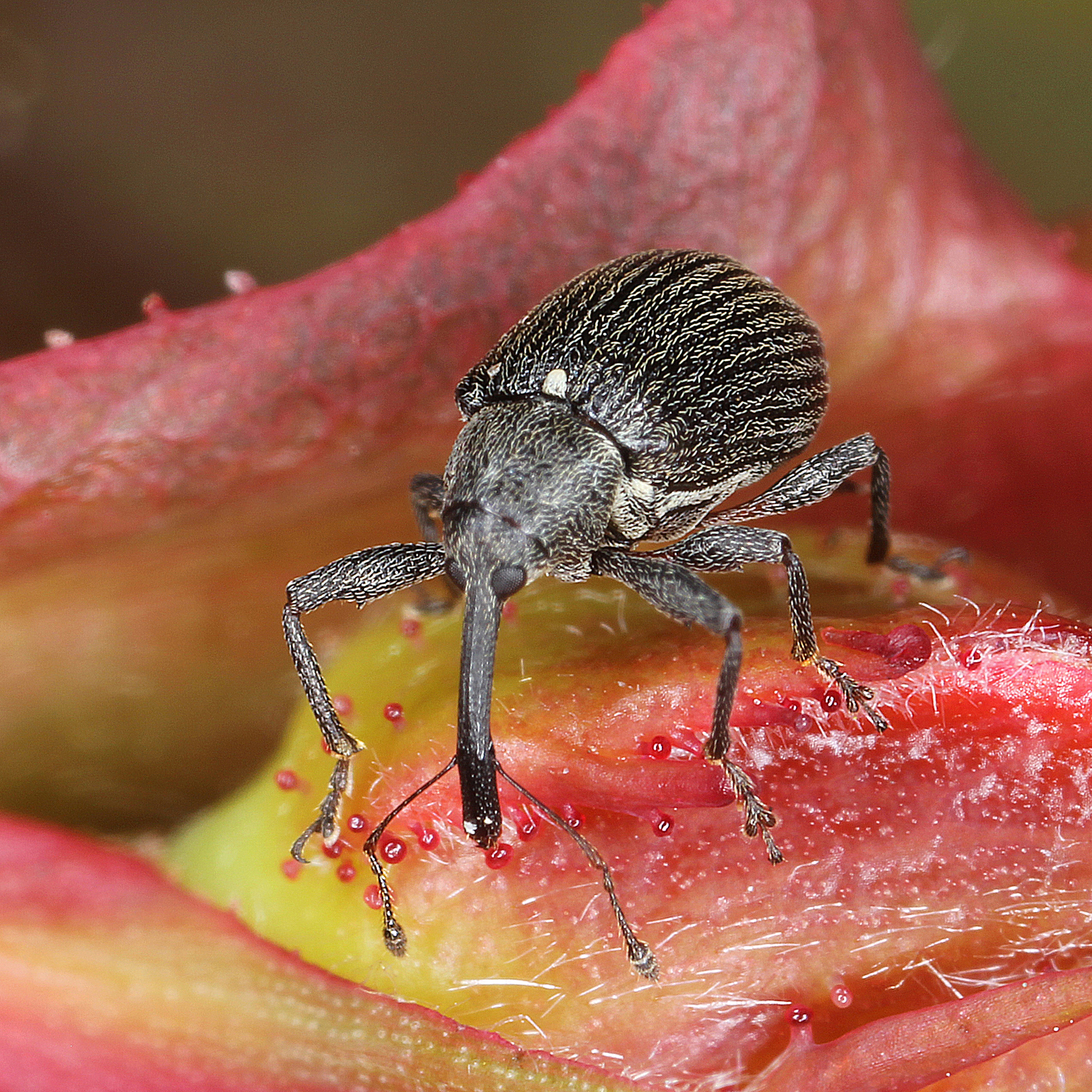 11012016190754 2785 art 1733 anthonomus rubi 5