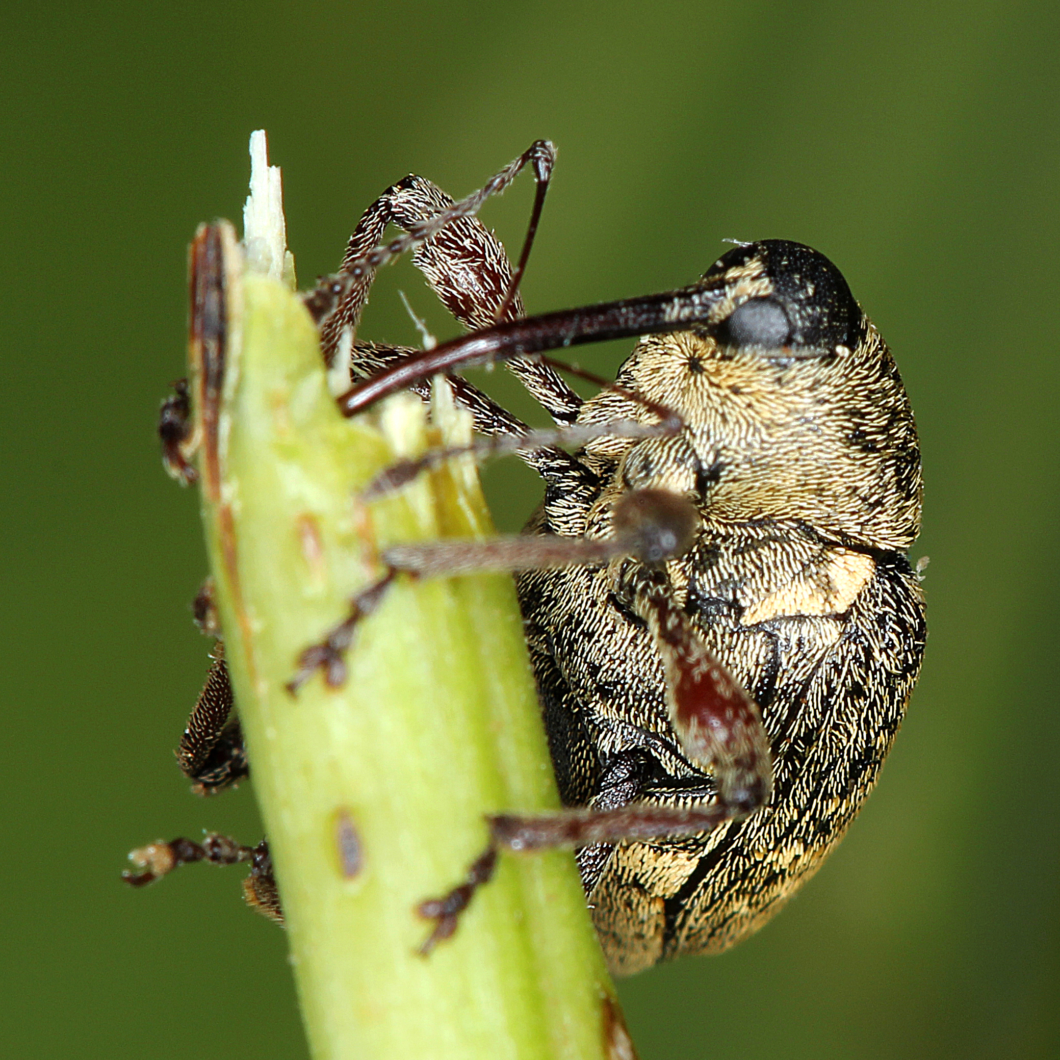 11012016191846 2786 art 1734 curculio nucum 1