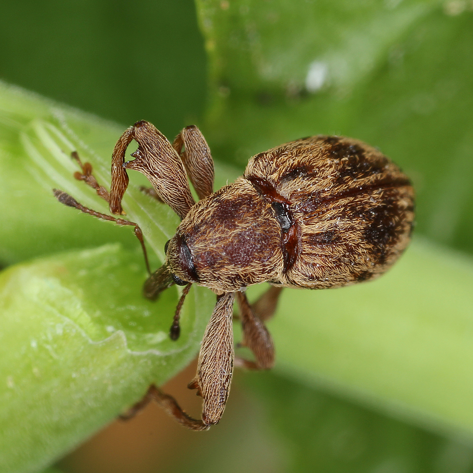 11012016192543 2787 art 1735 furcipus rectirostris 2