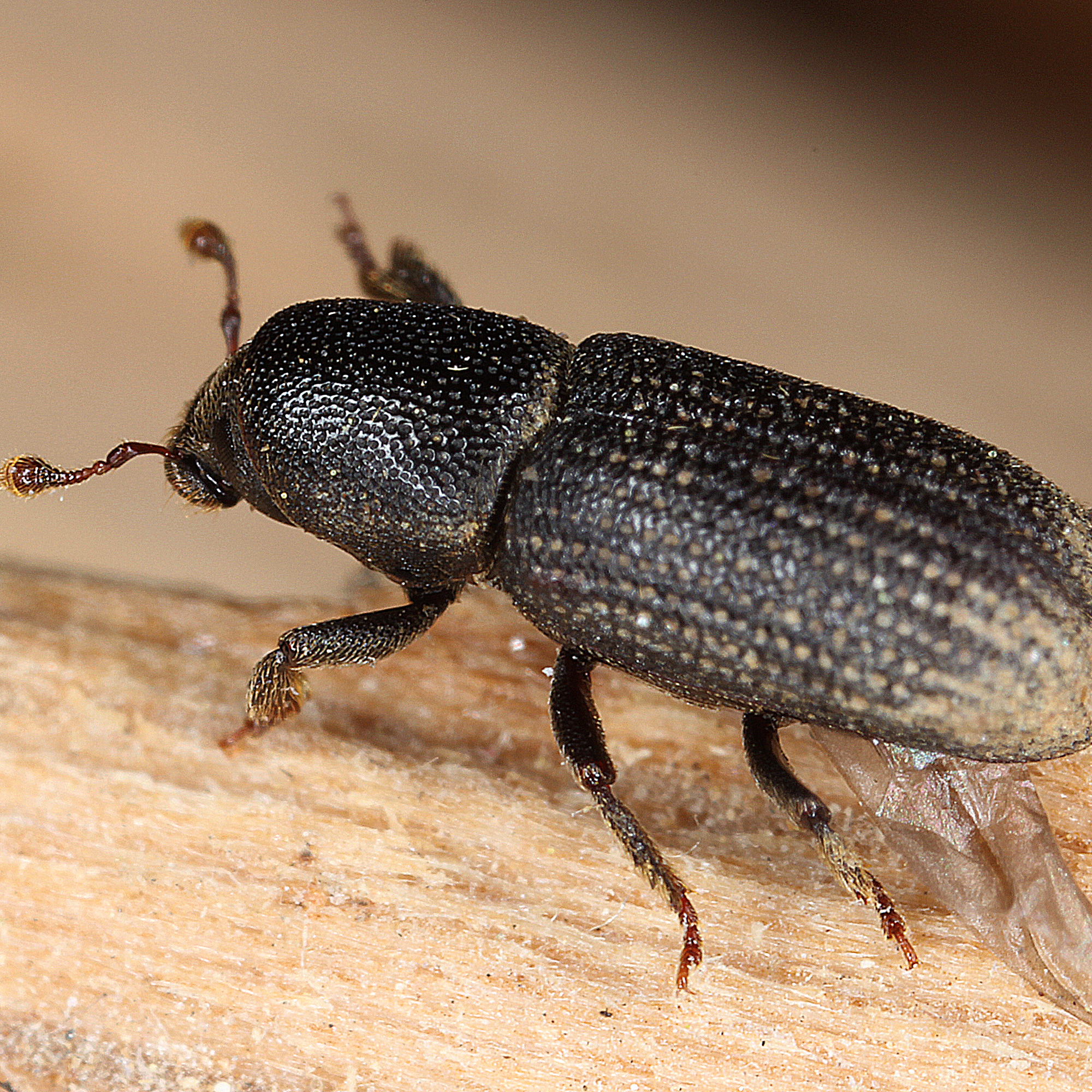 11012016193412 2788 art 1736 hylastes cunicularius 3