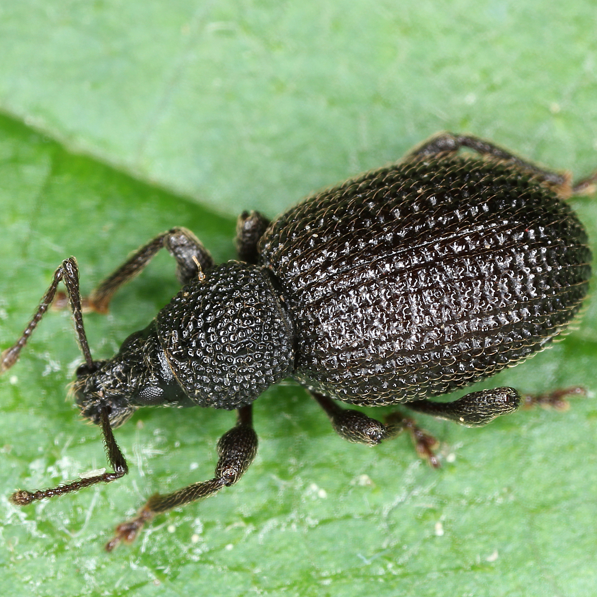 11012016194031 2789 art 1737 otiorhynchus rugosostriatus 2