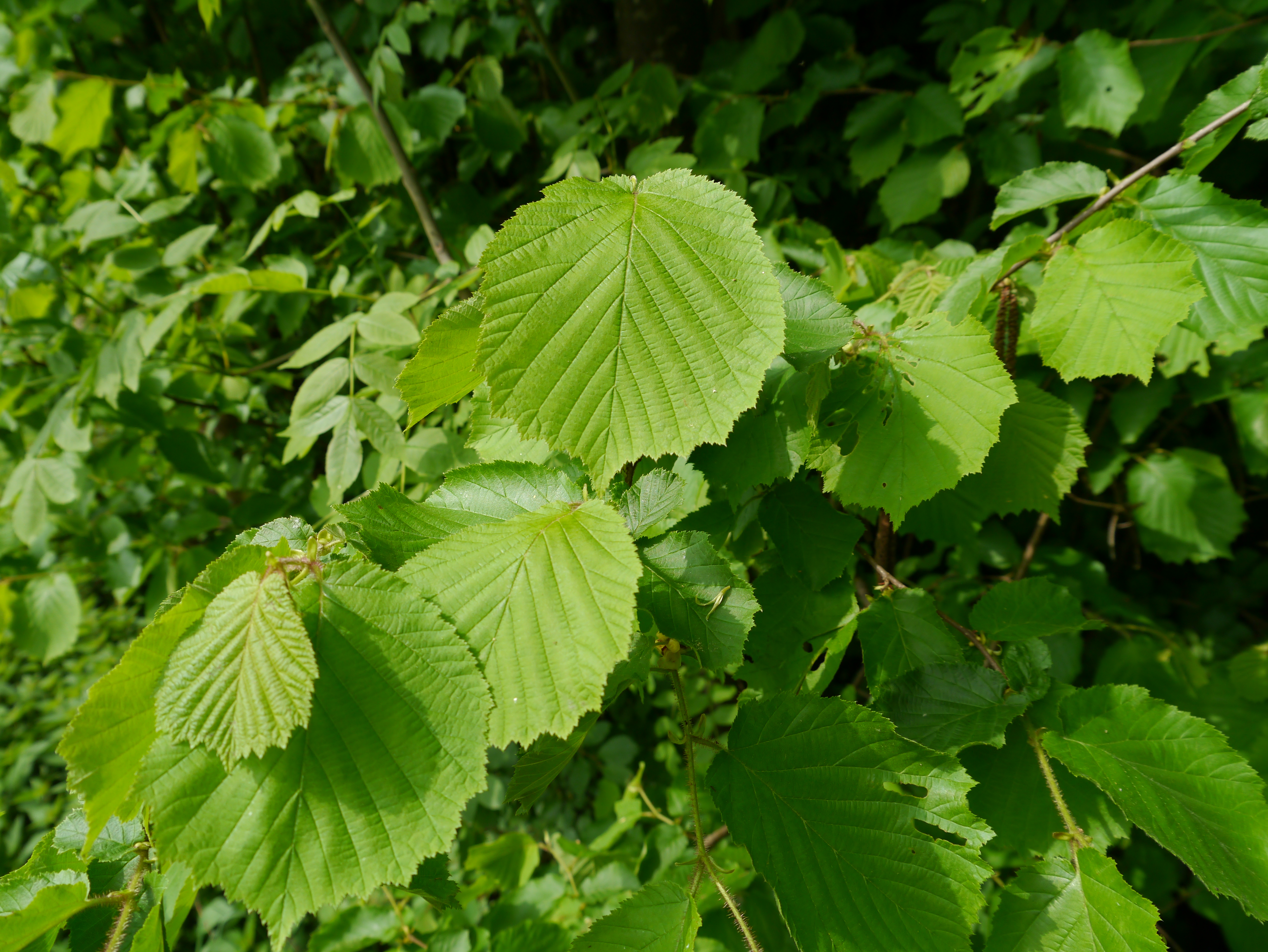 11052013094202 304 art 279 corylus avellana1
