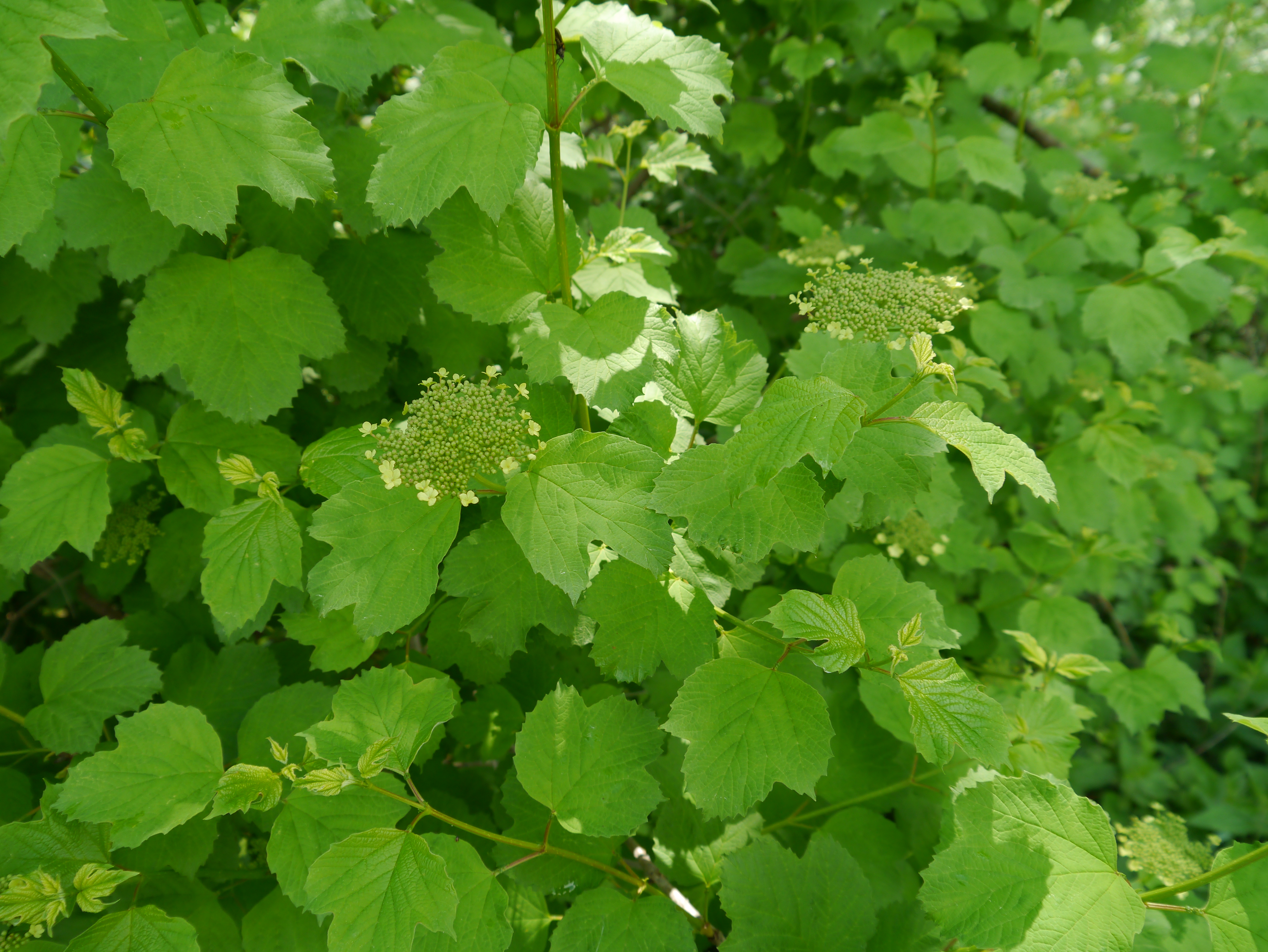 11052013094806 305 art 277 viburnum opulus4